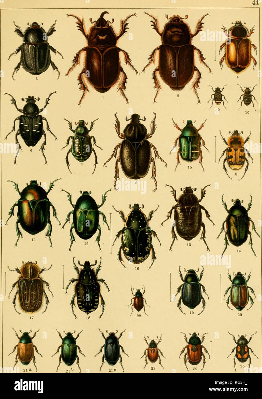 . Calwers Käferbuch; einfürhrung in die kenntnis der käfer Europas. Beetles. 21f l ü 21? J ' 319 l.Orj'cfes nasicornis cf. 2. Or. nasicornis 2- 3. Pentodon Algerinus. 4. Callicnemis Latreillei. 5. Osmoderma eremita. 6. Gnoriraus variabilis. 7. Onor. nobilis. S. Trichius fascialus. 9. Valgus hemipterus (f. 10. Valg. hemipterus $. 11. Potosia aeruginosa. 12. Pot. affinis. 13. Liocola marmorata. 14. Pol. cuprea. 15. Cetonia aurata. 16. Pot. Sibirica v. Troiana. 17. Tropinota hirta. 18. Oxylhyrea funesta. 19. Anomala aurata. 20. An. vitis. 21a. An. aenea a. c. tricolor. 21b. An. aenea. 21c. An. ae Stock Photo