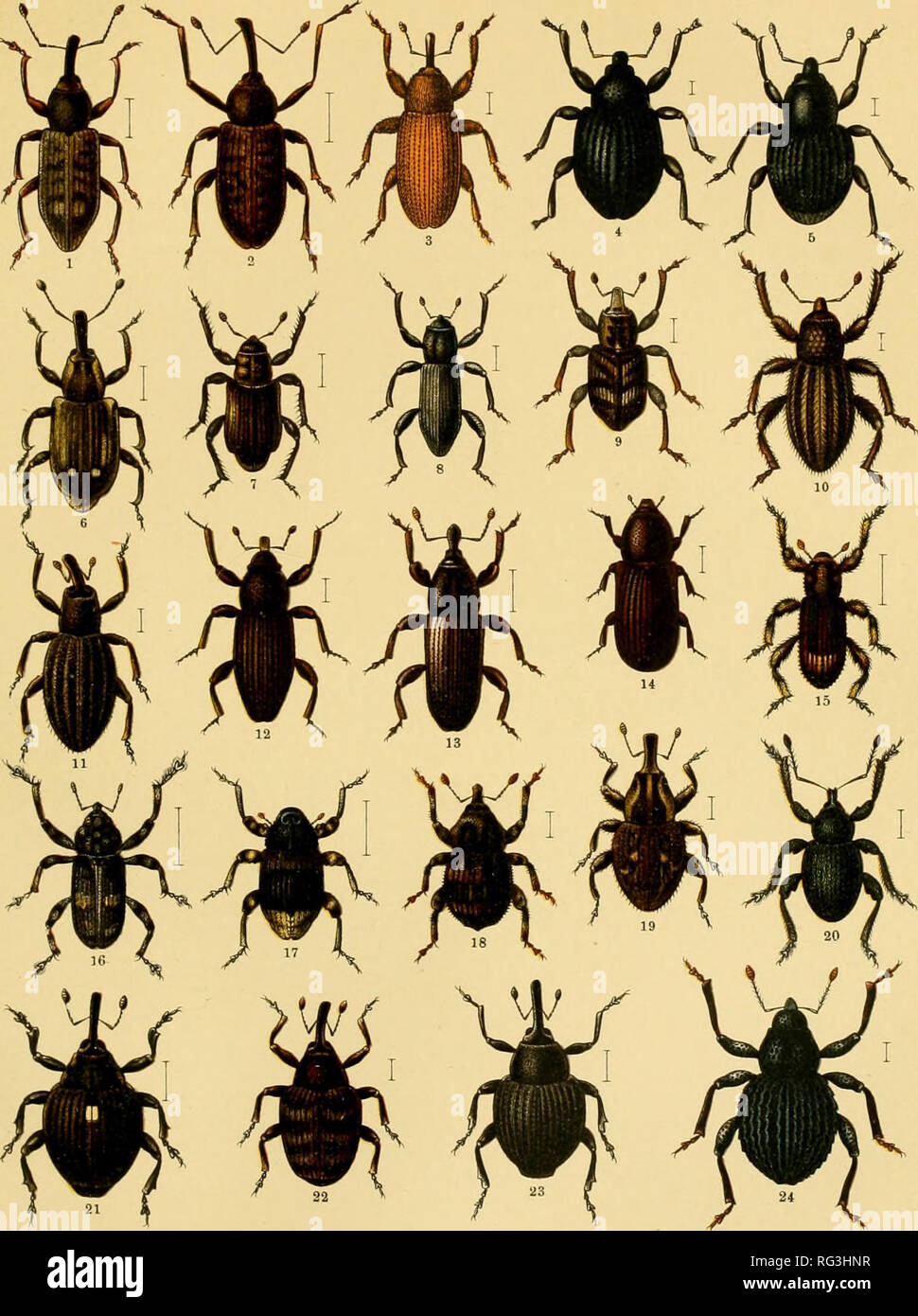 . Calwers Käferbuch; einfürhrung in die kenntnis der käfer Europas. Beetles. 40. 1. Erirrhinus Nercis. 2. Dorytomus longimanus. 3. Brachonyx pineti. 4. Anoplus plantaris. 5. Tanysphyrus lemnae. 6. Bagous glabrirostris. 7. Bag. nodulosus. 8. Lyprus cylindrus. 9. Hydronomus alismatis. 10, Micro- copes pilosiis. 11. Orthochaetes setiger. 12. Dryophthorus corticalis. 13. Cossonus linearis. 14. Rhyncolus truncorum. 15. Camptorrhinus statua. 16. Qasterocercus depressirostris. 17. Cryptorrhynchus lapathi. 18. Acalles roboris. 19. Ac. ptinoides. 20. Myorrhinus Steveni. 21. Mononychus punctum-album. 22 Stock Photo