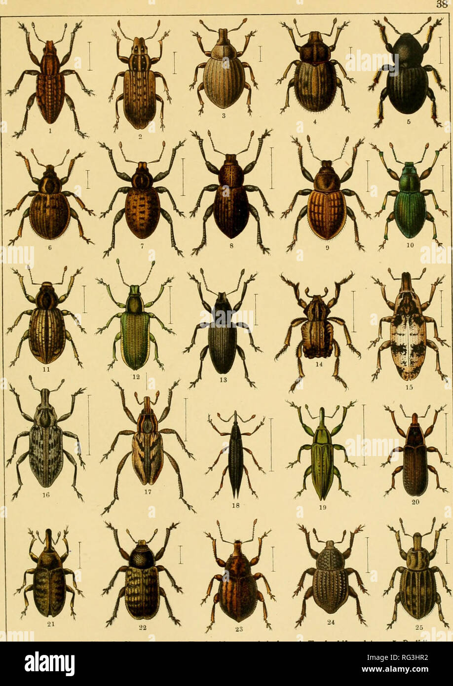 . Calwers Käferbuch; einfürhrung in die kenntnis der käfer Europas. Beetles. 1. Sitona puncticollis. 2. Sit. griseus. 3. Trachyphloeus scabrinilus. 4. Trach. bifoveolatus. 5. Psalidium maxillosum. 6. Cneorrhinus plagiatus. 7. Liophloeus tessellalus. 8. Geonemus flabellipes. 9. Barynotus ob- scurus. 10. Amomphus Westringi. 11. Thylacites fritillum. 12. Chlorophanus viridis. 13. Tanymecus pal- liatus. 14. Brachycerus undatus. 15. Chromoderes fasciatus. 16. Coniocleonus nebulosus. 17. Con. nigro- suturatus. 18. Lixus paraplecticus. 19. Lix. iridis. 20. Lix. vilis. 21. Larinus planus. 22. Rhinocyl Stock Photo
