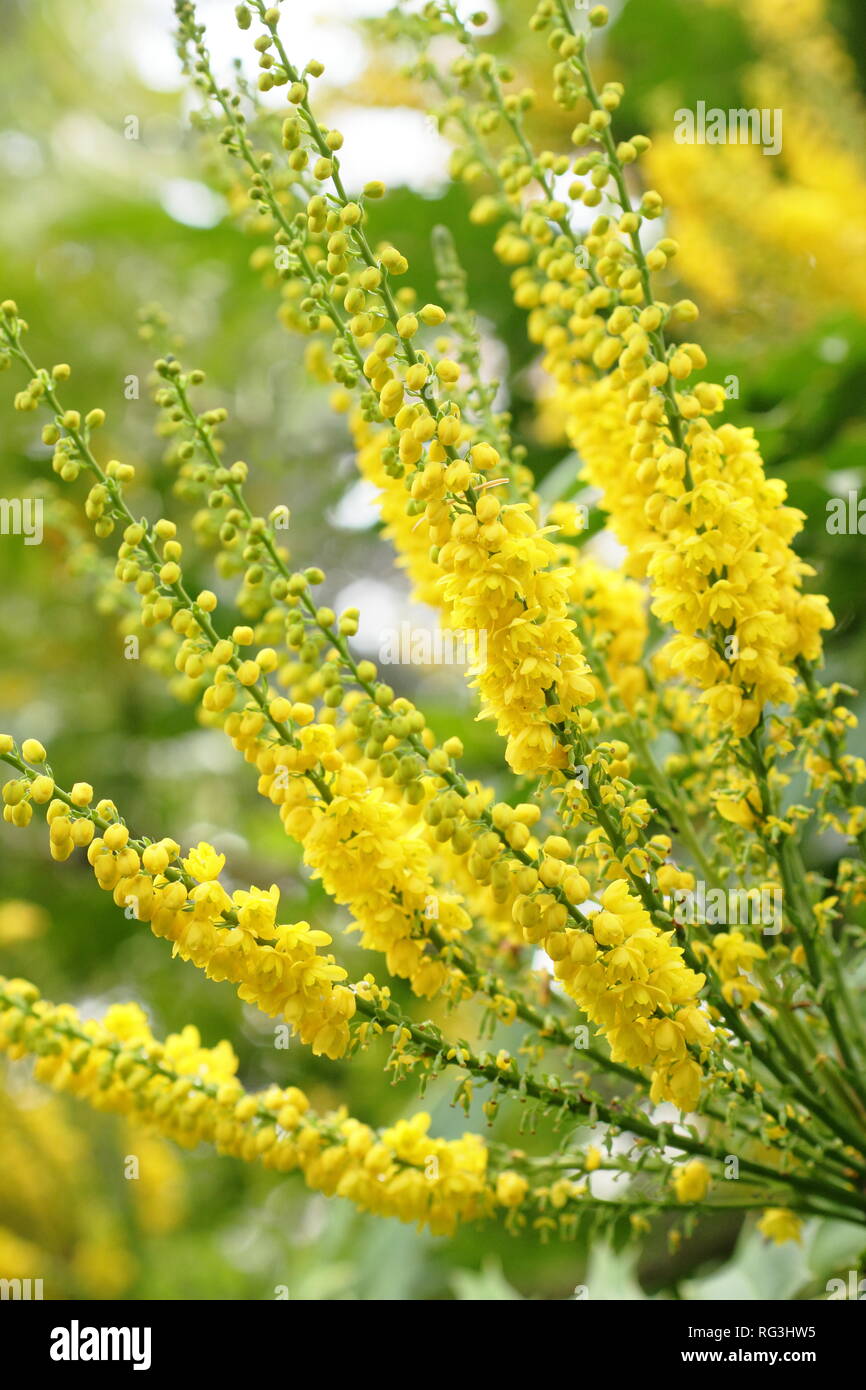 Mahonia × media 'Lionel Fortescue'. Winter flowers of Mahonia Lionel