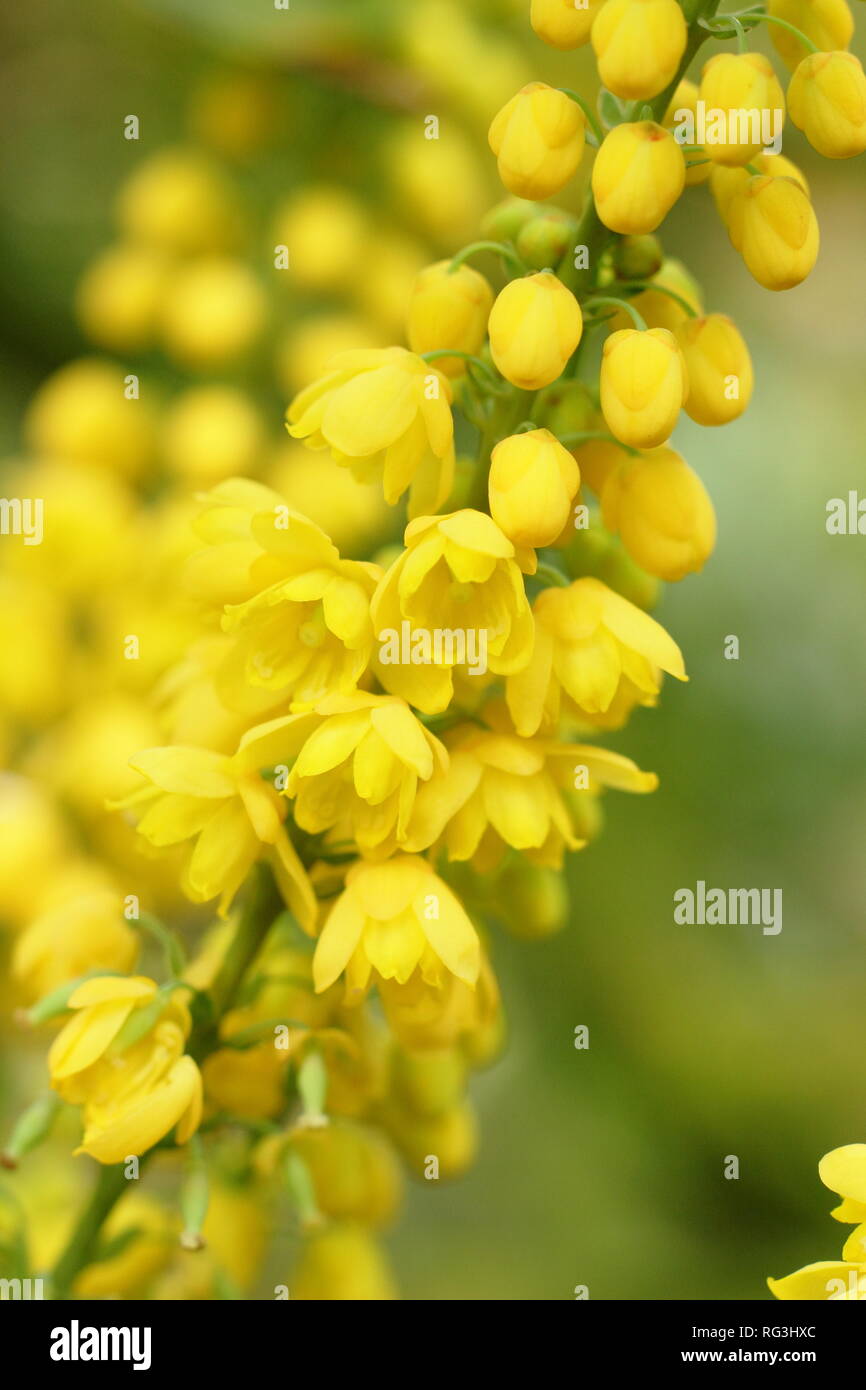 Mahonia × media 'Lionel Fortescue'. Winter flowers of Mahonia Lionel