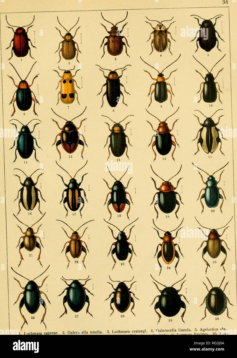 Calwers Käferbuch; einfürhrung in die kenntnis der käfer Europas. Beetles.  /tochmaea capreae. 2. Oalerucella tenella. 3. Lochmaea cra.aegi. *.  Galen&gt;c^la lineola 5^ Agdastica alni l: Sertyla Hal'nsls 7 Phy.lobrotica  quadrimacuja.a^ LTTS^l^ZZZrl^^'TO