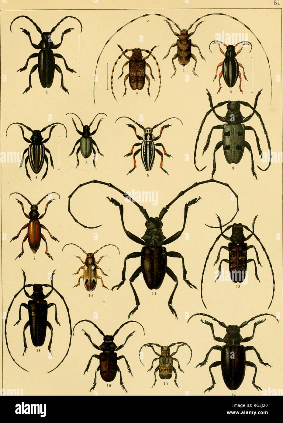 . Calwers Käferbuch; einfürhrung in die kenntnis der käfer Europas. Beetles. 1. Acanthocinus aedilis. 2. Acanth. reticulatus. 3. Dorcadion fuliginator. 4. Dorc. fuliginator var. vitti- gerum. 5. Dorc. pedestrc. 6. Dorc. aethiops. 7. Dorc. fulvum. 8. Dorc. glycyrrhizae. 9. Morimus funereus. 10. Dorcatypus tristis. II. Morimus asper. 12. Lamia textor. 13. Monochamus sutor. 14. Mon. sartor 15. Haplocnemia curculionoides. 16. Albana M-griseum.. Please note that these images are extracted from scanned page images that may have been digitally enhanced for readability - coloration and appearance of t Stock Photo