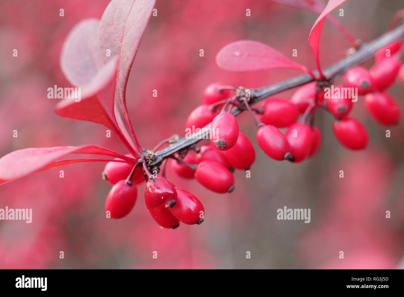 Berberis thunbergii atropurpurea 'Rose Glow'. Autumn berries and foliage of Berberis 'Rosy Glow', also called Japanese Barberry,, UK Stock Photo