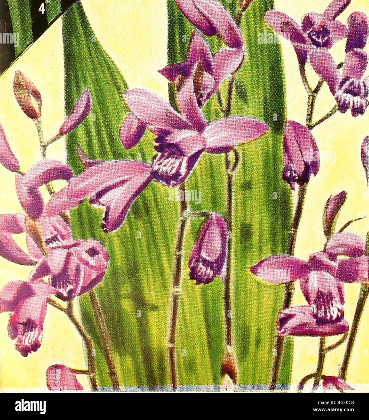 . California gardening. Nurseries (Horticulture) Catalogs; Flowers Seeds Catalogs; Plants, Ornamental Catalogs; Vegetables Seeds Catalogs; Fruit trees Catalogs; Trees Catalogs; Grasses Seeds Catalogs. Mrs. Van Konynenb u r g. The best blue Gladiolus, clear bluish violet. lUc each; $1.00 doz. 2. Betty Nuthall. Beau- tiful warm light coral, with pale orange throat. 10c each; $1.00 doz. 3. Mrs. Leon Douglas. A giant in size; gorgeous begonia rose flaked fiery scarlet. 10c each; $1.00 ioz. 4. Souvenir. The most popular of all yellow Gladiolus. 10c each; $1.00 doz. 7. Copper Bronze. One of the most Stock Photo