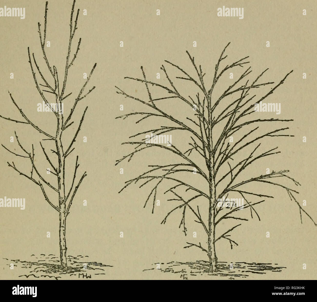 The California Fruits And How To Grow Them Fruit Culture Pruning Young Orange Trees 375 Fig 1 Orange Tree At Planting Fig 2 Branch Form Of Orange Before In Orchard Three Feet