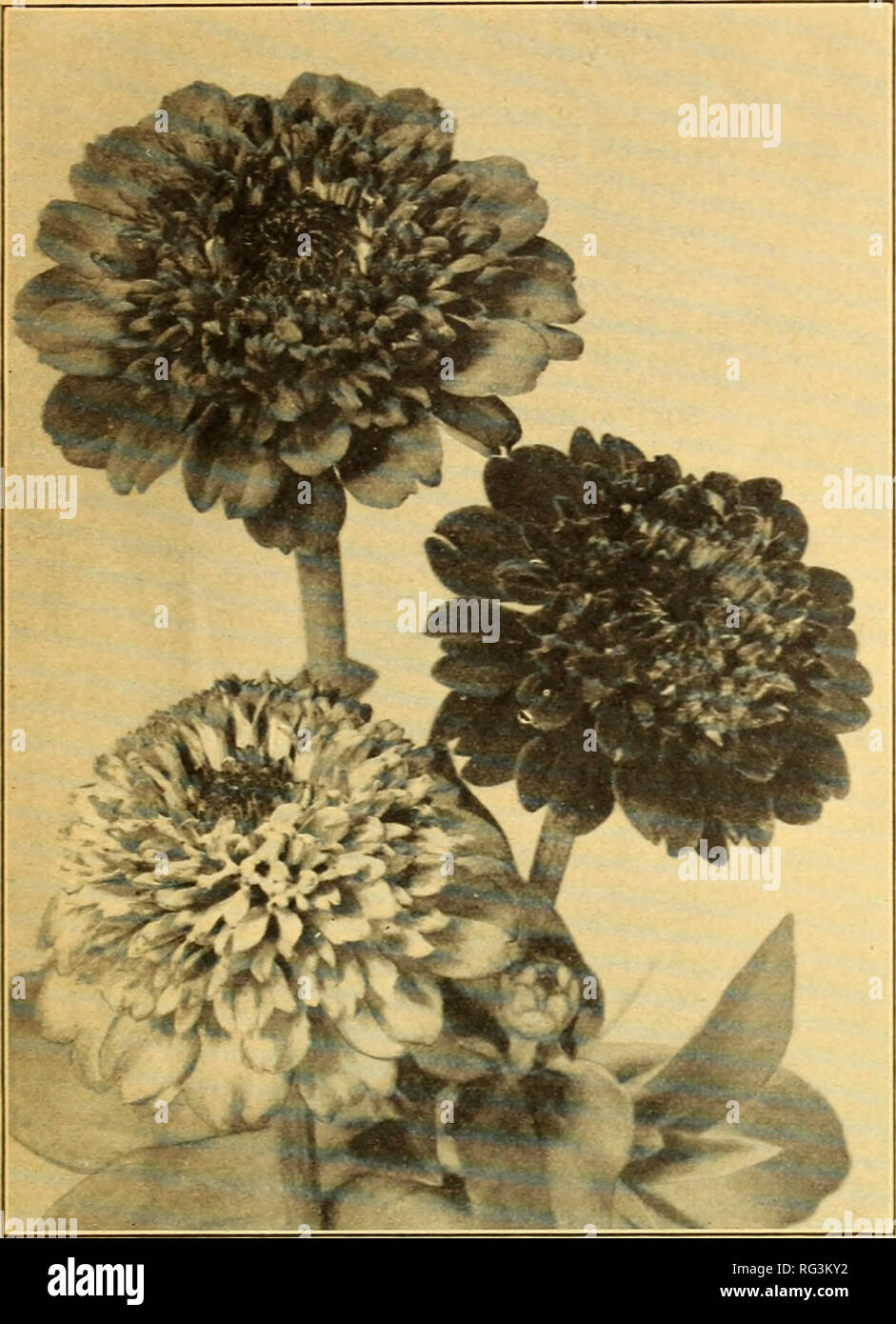 . California gardening. Nurseries (Horticulture) Catalogs; Flowers Seeds Catalogs; Plants, Ornamental Catalogs; Vegetables Seeds Catalogs; Fruit trees Catalogs; Trees Catalogs; Grasses Seeds Catalogs; Gardening Equipment and supplies Catalogs. Germain's Premium Flower Seeds. Scabious-flowered Zinnia NEW SHIRLEY POPPY 3684—Double Sweet Brier. An exquisite shade of delicate pink. The flowers are large and fully double, and are composed of broad rose-like petals of a lovely satiny texture. This vari- ety has better keeping qualities than the single sorts and makes a delightful cut flower. Price p Stock Photo