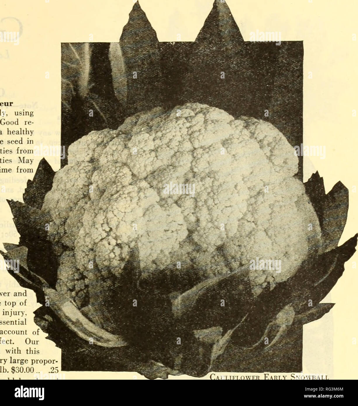 . California gardening. Nurseries (Horticulture) Catalogs; Flowers Seeds Catalogs; Plants, Ornamental Catalogs; Vegetables Seeds Catalogs; Trees Catalogs; Grasses Seeds Catalogs; Gardening Equipment and supplies Catalogs. SEEDS California s Best CAULIFLOWER Note—Prices listed art postpaid. Collflor Blumenkohl Chou-fleur Culture: Prepare the seed-bed carefully, using only rich and thoroughly pulverized soil. Good re- sults are obtained by keeping the plant in a healthy and rapidly growing condition. Broadcast the seed in the seed-bed prepared, sowing the early varieties from May 15th to July 1s Stock Photo
