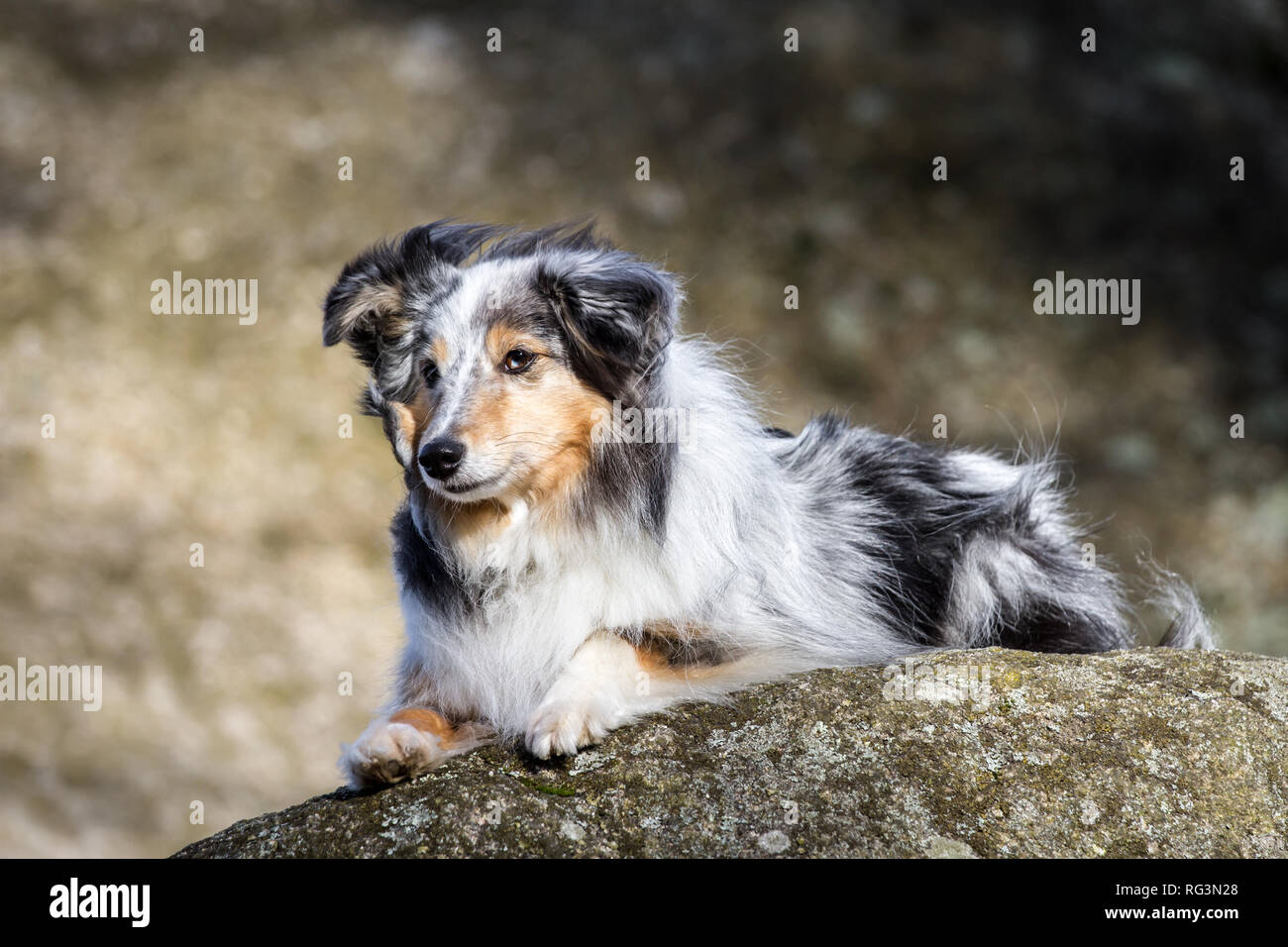 sheltie red merle