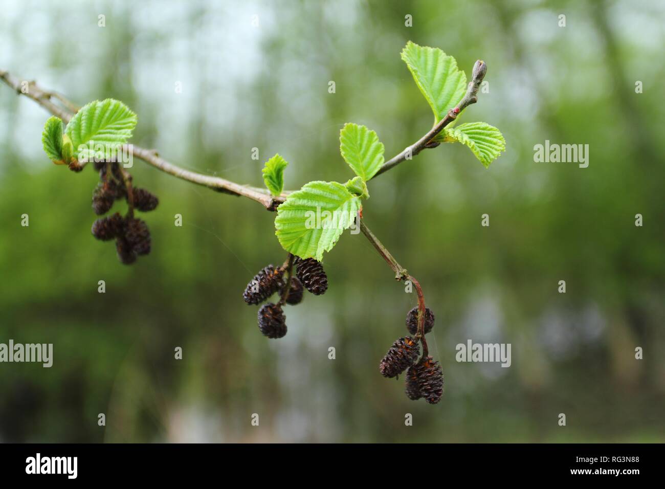 Close up of blooming branch of Alnus glutinosa, the common alder, black alder, European alder or just alder in spring. Poland, Europe Stock Photo