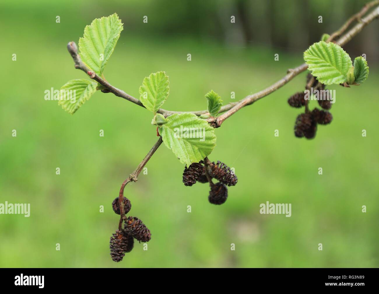 Closeup of a common black alder Alnus glutinosa branches in spring Stock Photo
