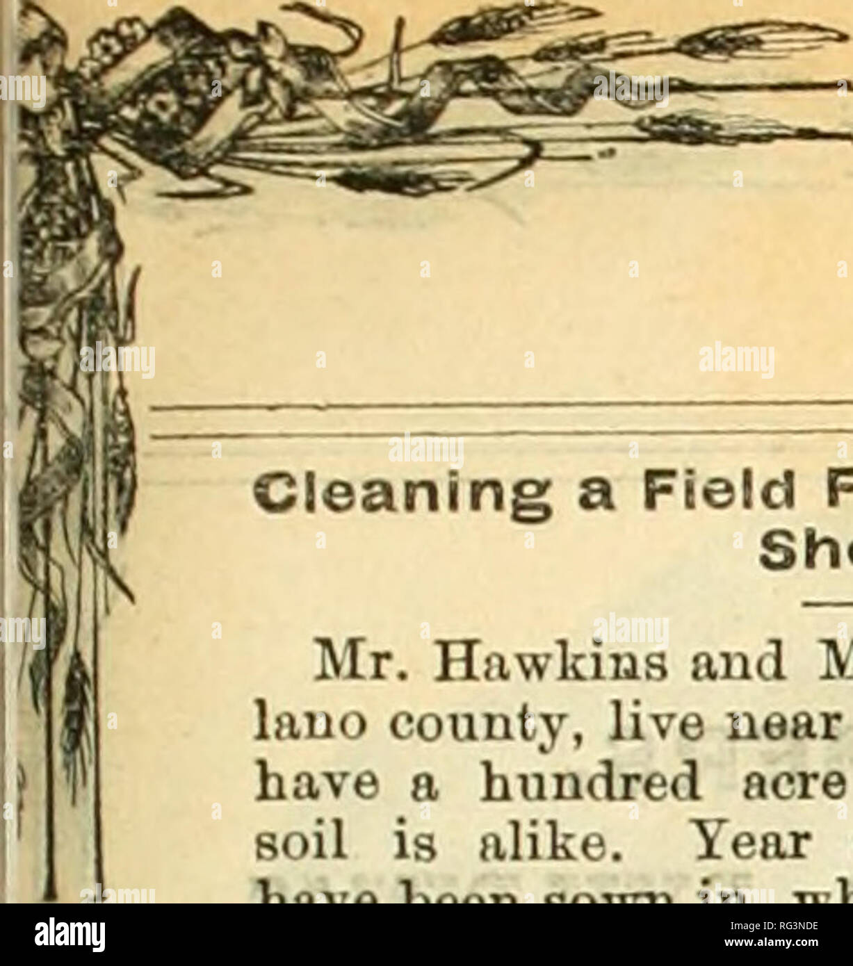 . California agriculturist and live stock journal. Agriculture -- California; Livestock -- California; Animal industry -- California. California Agriculturist and Live Stock Journal. Cleaning a Field From Thistles With Sheep. Mr. Hawkins aud Mr. Broughton, of So- lano county, live near together. They each have a hundred acre field adjoining. The soil is alike. Year after year these fields have been sown in wheat until the average croi&gt; was not more than fifteen or twenty bushels to the acre; beside this the little thistle, or nettle as some caU it, had almost taken possession of them. Durin Stock Photo