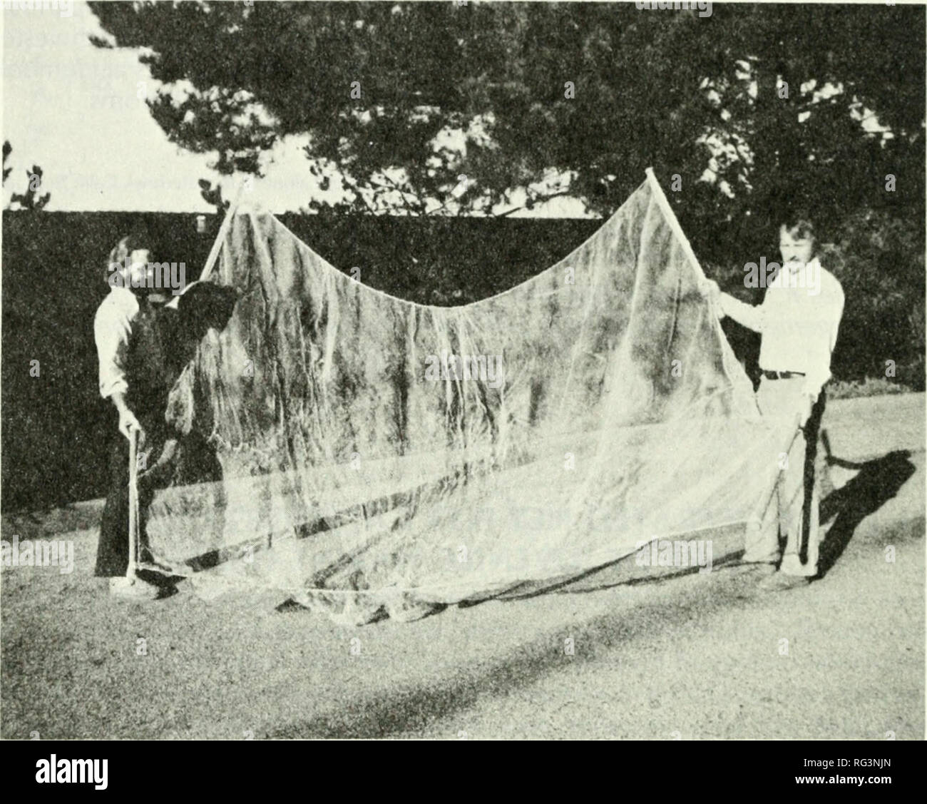 . California fish and game. Fisheries -- California; Game and game-birds -- California; Fishes -- California; Animal Population Groups; Pêches; Gibier; Poissons. 306 CALIFORNIA HSH AND GAME. FIGURE 1. Net with dowels attached. Photograph by Kim McOeneghan, November 1976. Second, attention must be given to the path of rising scuba exhaust bubbles while positioning the net under a fish school. Bubbles ascending through the school disperse the fish. To capture fish which remained in or near kelp fronds, one side of the net was wrapped around the plant and the divers ascended with the net in this Stock Photo
