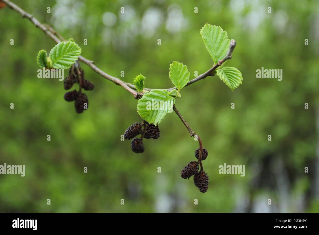 Alnus glutinosa in spring, branch of black alder Stock Photo