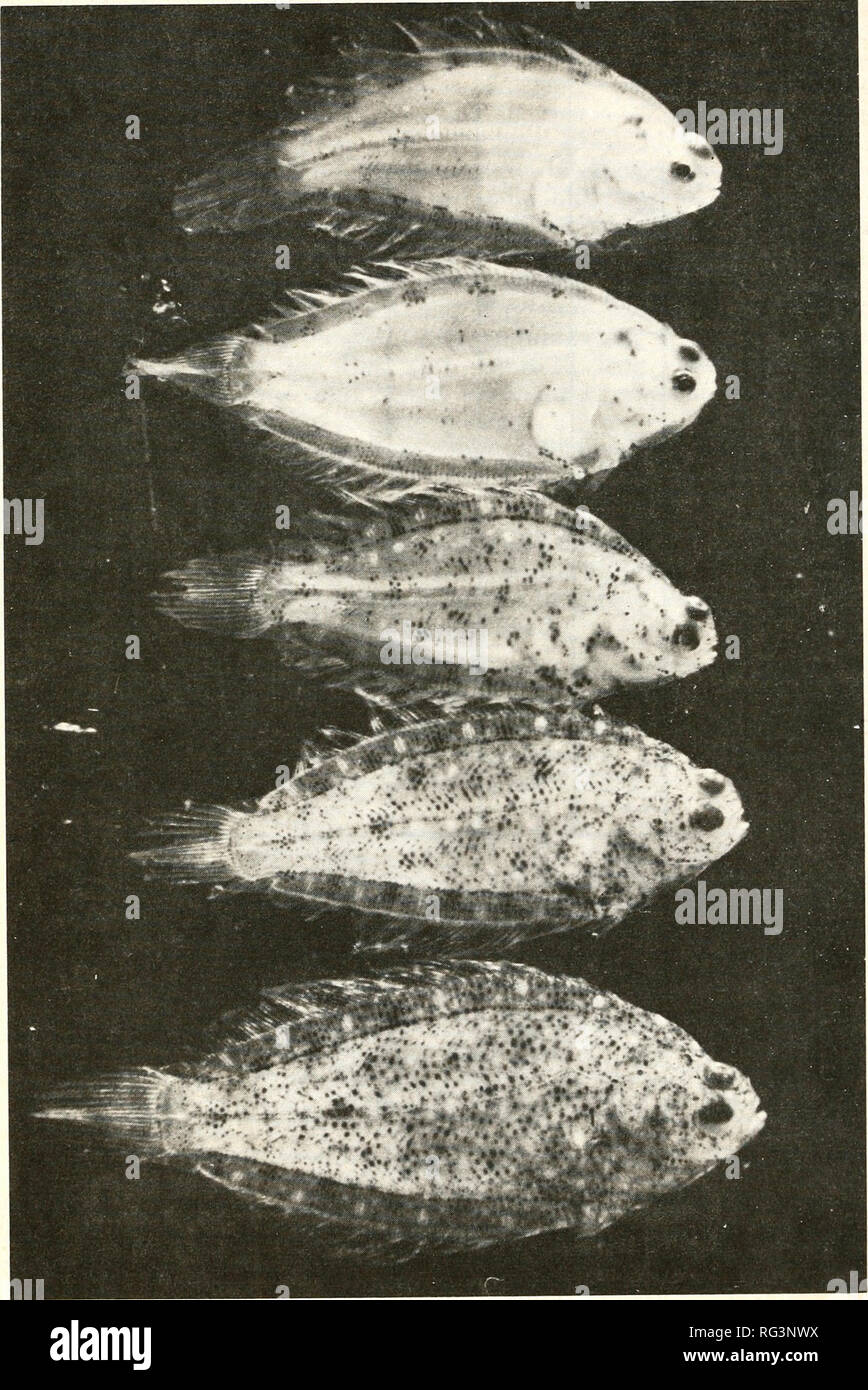 . California fish and game. Fisheries -- California; Game and game-birds -- California; Fishes -- California; Animal Population Groups; Pêches; Gibier; Poissons. 96 CALIFORNIA FISH AND GAME. FIGURE 2. English sole larvae captured in an Isaacs-Kidd midwater trawl at the time of entry into Humboldt Bay. The total lengths from top to bottom are 20, 21, 22, and 26 mm.. Please note that these images are extracted from scanned page images that may have been digitally enhanced for readability - coloration and appearance of these illustrations may not perfectly resemble the original work.. California. Stock Photo