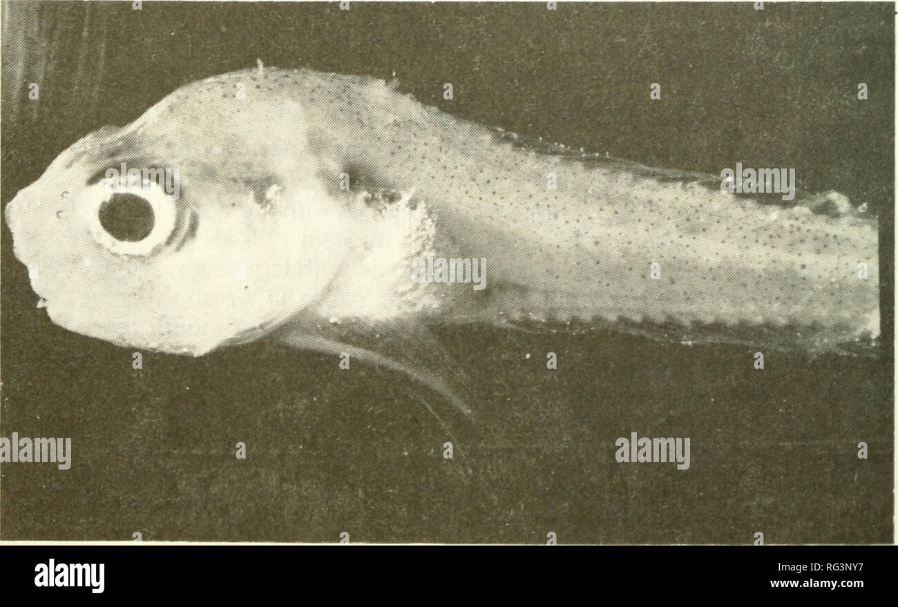 . California fish and game. Fisheries -- California; Game and game-birds -- California; Fishes -- California; Animal Population Groups; Pêches; Gibier; Poissons. 260 CALIFORNIA FISH AND CAME Elassodiscus caudatus Gilbert, 1915 A single specimen of this little-known snailfish (CAS 29947, 62 nnm SL) was collected by otter trawl fished at 212-241 m on 19 December 1973. Smaller than the type, this trawl-damaged specimen at first appeared to represent an unde- scribed species of Careproctus, until details of its rudimentary disk were discov- ered. Stein (1978) redescribed the species from five new  Stock Photo