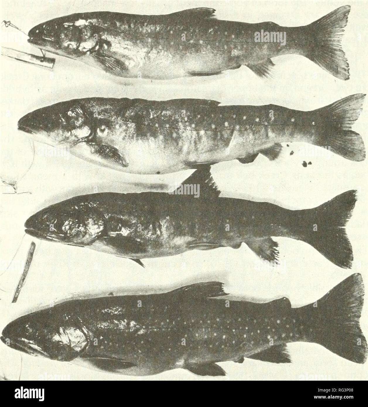 . California fish and game. Fisheries -- California; Game and game-birds -- California; Fishes -- California; Animal Population Groups; Pêches; Gibier; Poissons. 166 CALIFORNIA FISH AND CAME. FIGURE 10. Two hybrid Salvelinus confluentus X S. fontinalis (below) compared with two 5. confluentus (above); all from same catch by W. Seegrist, Long Cr., Lake Co., Oregon. Photograph by the author. Columbia and the Yukon Territory. No specimens were examined from the Nass, Stikine, or Alsek drainages of the Pacific slope of Canada. McPhail's (1961) data indicate bull trout are in Bowser Lake of the Nas Stock Photo