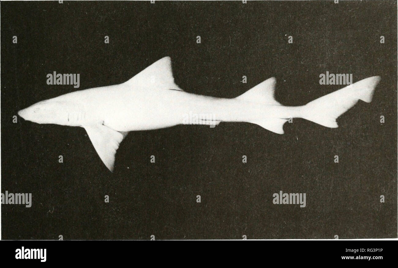 . California fish and game. Fisheries -- California; Game and game-birds -- California; Fishes -- California; Animal Population Groups; Pêches; Gibier; Poissons. Calif. Fish and Game (62)2:163-164. 1976 FIRST RECORD OF ALBINISM IN THE LEOPARD SHARK [TRIAKIS SEMIFASCIATA GIRARD) A leopard shark (Triakis semifasciata Girard, 1854) caught in San Pablo Bay, California, on August 22, 1972, appears to be the first known albino individual of this species. It was caught by James Sturgis, who was fishing with rod and line about 1.6 km (1 mile) off Hamilton Field, Marin County (ca. lat. 38°04'N, long. 1 Stock Photo