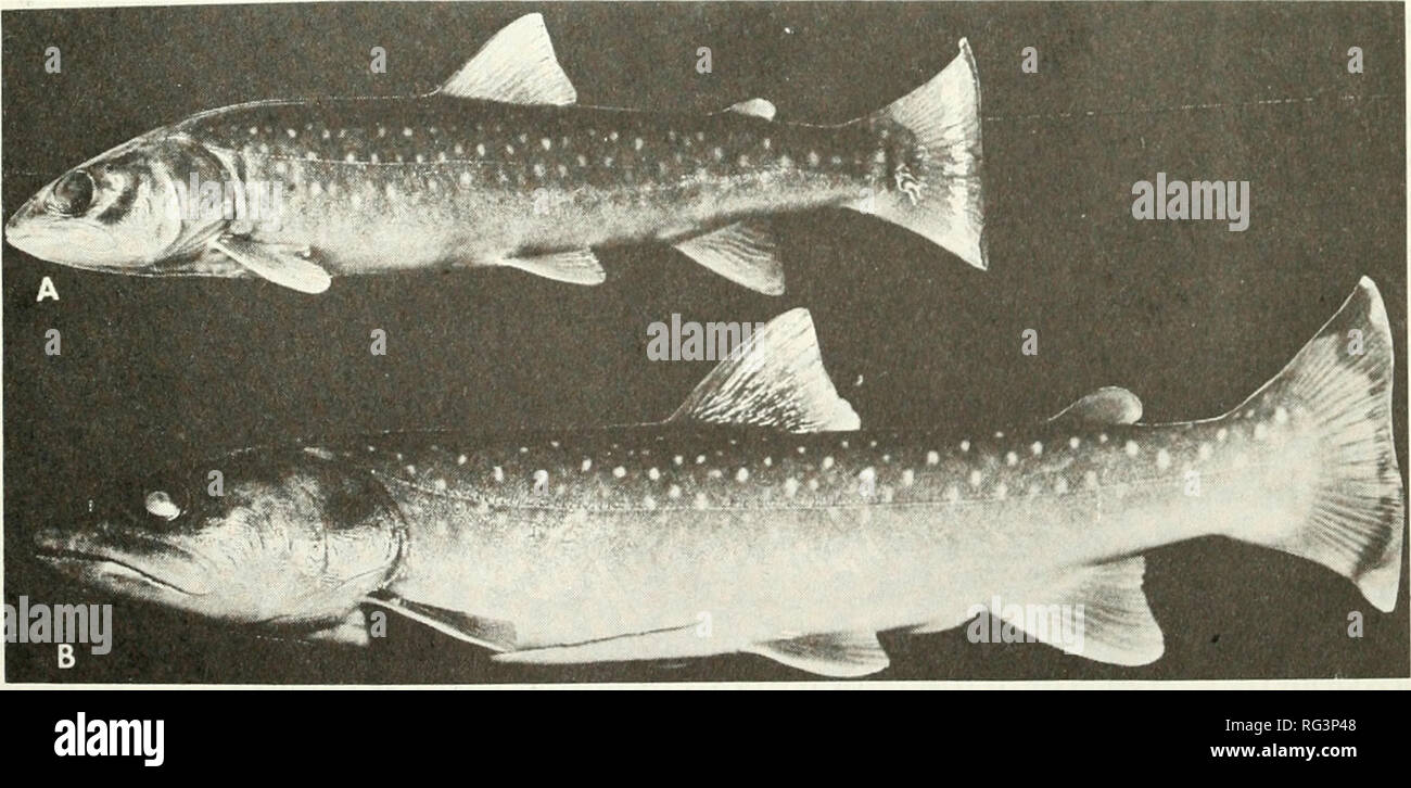 . California fish and game. Fisheries -- California; Game and game-birds -- California; Fishes -- California; Animal Population Groups; Pêches; Gibier; Poissons. FIGURE 5. Most posterior gill raker of first arch, right side (ventral view, left; dorsal view, right) from (A) Salvelinus confluentus, UMMZ 17248, 285 mm, Flathead L., Montana; (B) Salvelinus malma, UMMZ 128983, 312 mm, King Cove, Alaska Peninsula. Photograph by the author.. FIGURE 6. Body form and pigmentation in Salvelinus confluentus (A) UMMZ 188857, 134 mm, juvenile, trib. Clearwater R., Montana; (B) OSUM 25212, 235 mm, juvenile, Stock Photo