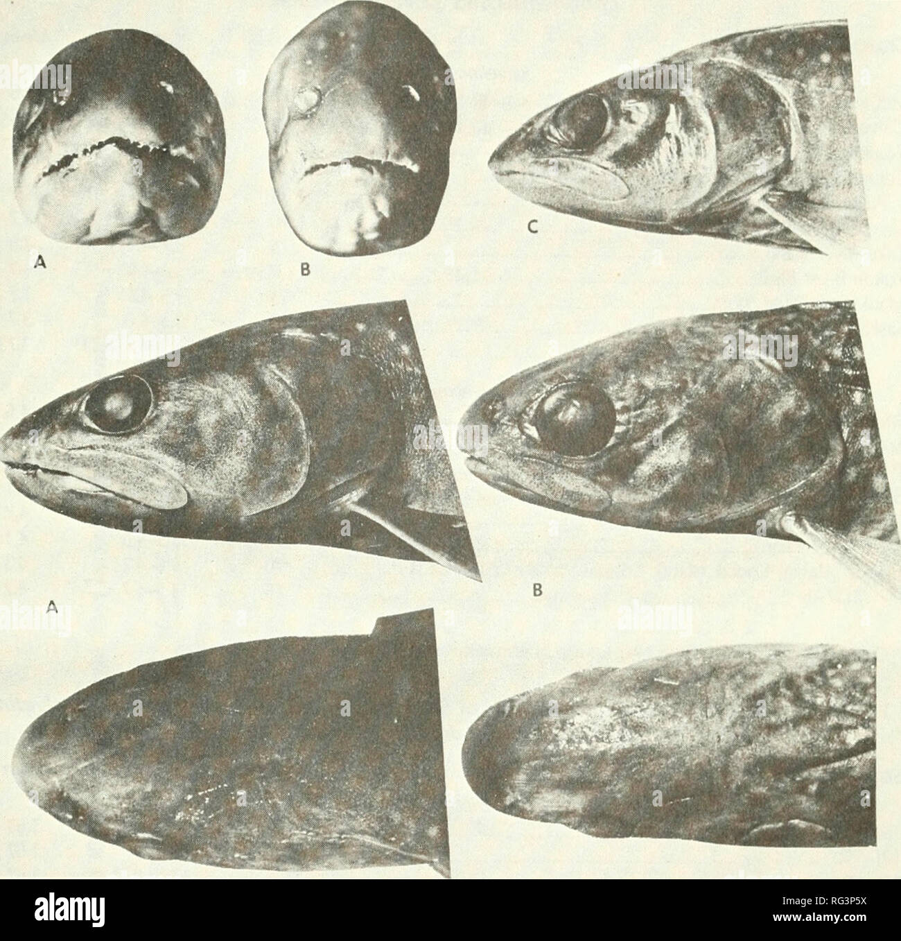 . California fish and game. Fisheries -- California; Game and game-birds -- California; Fishes -- California; Animal Population Groups; Pêches; Gibier; Poissons. TAXONOMY AND DISTRIBUTION OF THE BULL TROUT 151. FIGURE 4. Head form in juveniles of (A) Salvelinus confluentus, OSUM 25212, 235 mm, female, trib. of S. Fork Flathead R., Montana, (frontal, lateral, dorsal views); (B) Salvelinus malma, OSUM 25213, 138 mm, female, trib. Karluk R., Kodiak I., Alaska, (frontal, lateral, dorsal views); (C) Salvelinus confluentus UMMZ 188857, 134 mm, male, trib. of Clearwater R., Montana (lateral view). Ph Stock Photo