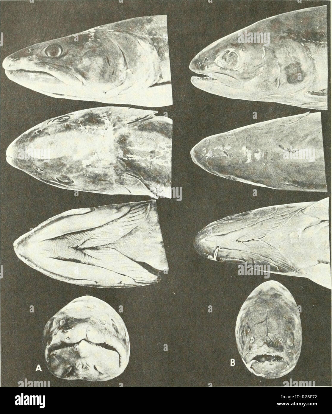 . California fish and game. Fisheries -- California; Game and game-birds -- California; Fishes -- California; Animal Population Groups; Pêches; Gibier; Poissons. 150 CALIFORNIA FISH AND CAME. FIGURE 3. Head form (lateral, dorsal, ventral, and frontal views) in the adult female of (A) Salvelinus confluentus, NMC 66-437, 580 mm, Finlay R. trib., Brit. Col.; (B) Salvelinus malma, UMMZ 126507, 289 mm, Karluk R., Kodiak I., Alaska. Photograph by the author. in S. malma is directed dorsally, whereas in S. confluentus it has a slightly more anterodorsal orientation. The upper jaw of the bull trout in Stock Photo