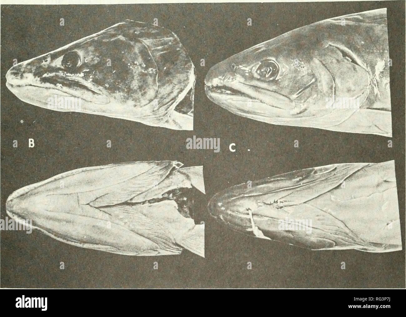 . California fish and game. Fisheries -- California; Game and game-birds -- California; Fishes -- California; Animal Population Groups; Pêches; Gibier; Poissons. FIGURE 2. (A) Holotype of Salmo confluentus Suckley 1858, USNM 1135, head length 173 mm, Puyallup R. near Steilacoom, Washington; (B) lateral and ventral view of head of spawning male Salvelinus confluentus, NMC 66-70, estimated 550 mm standard length, Deer Cr., British Columbia; (C) lateral and ventral view of head of spawning male Salvelinus malma, UMMZ 126507, 295 mm, Karluk R., Kodiak I., Alaska. Photograph by the author.. Please  Stock Photo