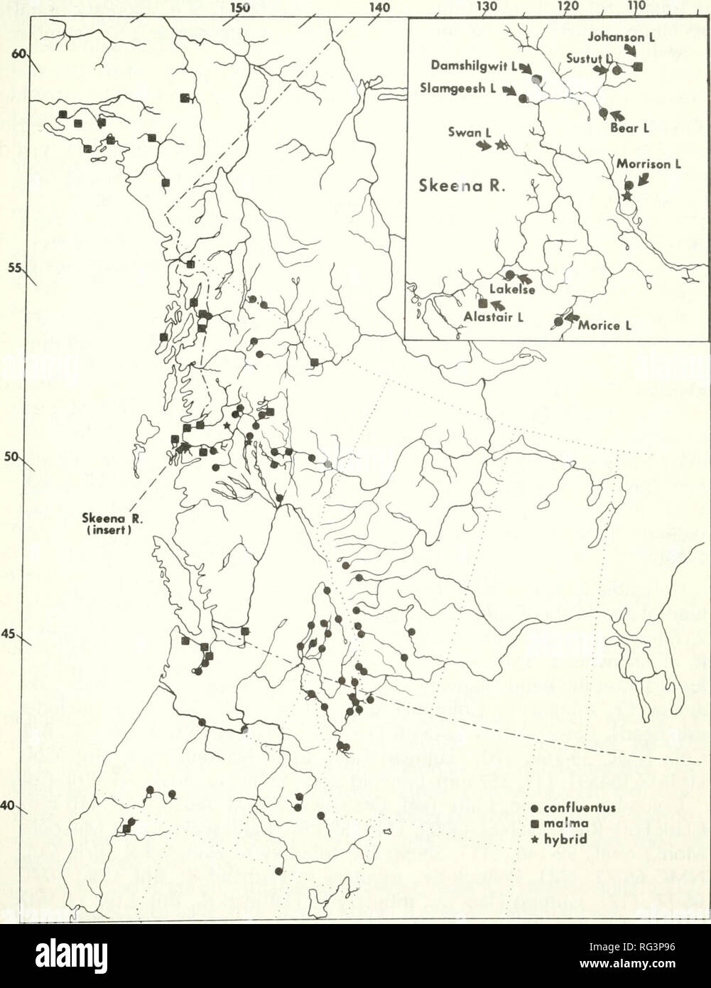 . California fish and game. Fisheries -- California; Game and game-birds -- California; Fishes -- California; Animal Population Groups; PÃªches; Gibier; Poissons. TAXONOMY AND DISTRIBUTION OF THE BULL TROUT 141. â¢ conflunntui â malma * hybrid FIGURE 1. Distribution of Salvelinus confluentus and Salvelinus malma over same latitudinal range in North America; plotted from localities of specimens examined. angular); ATL (atlas vertebra); BOC (basioccipital); BR (branchiostegal ray); BS (basiphenoid); DE (dentary); ECPT (ectopterygoid); ENPT (endop- terygoid); EOC (exoccipital); EPO (epiotic); FR  Stock Photo