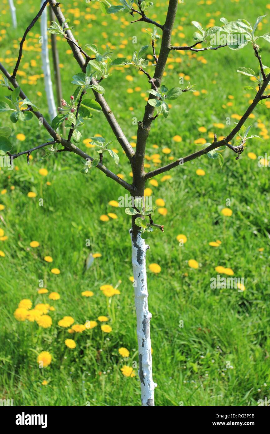 Young apple tree hi-res stock photography and images - Alamy