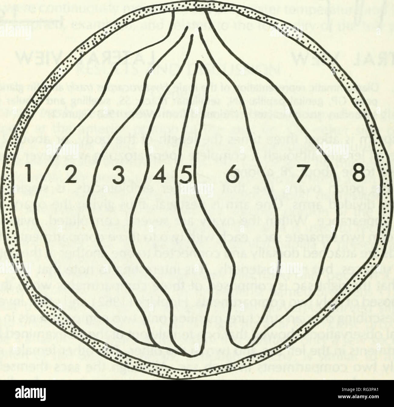 . California fish and game. Fisheries -- California; Game and game-birds -- California; Fishes -- California; Animal Population Groups; Pêches; Gibier; Poissons. 7 COMPARTMENTS. 8 COMPARTMENTS Figure 4. Diagrammatic cross section of an ovary containing seven or eight compartments.. Please note that these images are extracted from scanned page images that may have been digitally enhanced for readability - coloration and appearance of these illustrations may not perfectly resemble the original work.. California. Dept. of Fish and Game; California. Fish and Game Commission; California. Division o Stock Photo