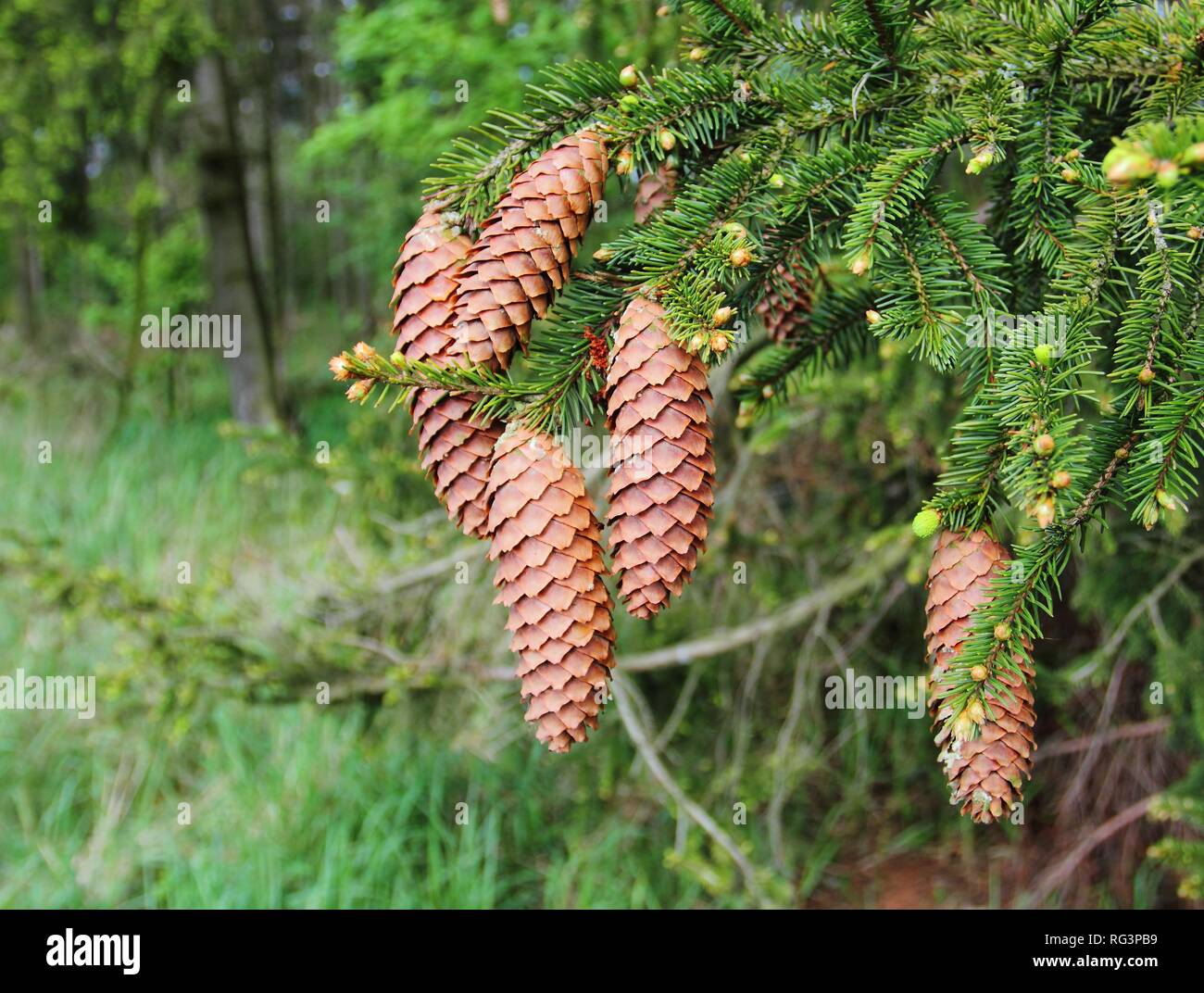Spruce tree cones. Picea tree with long cones in forest in spring
