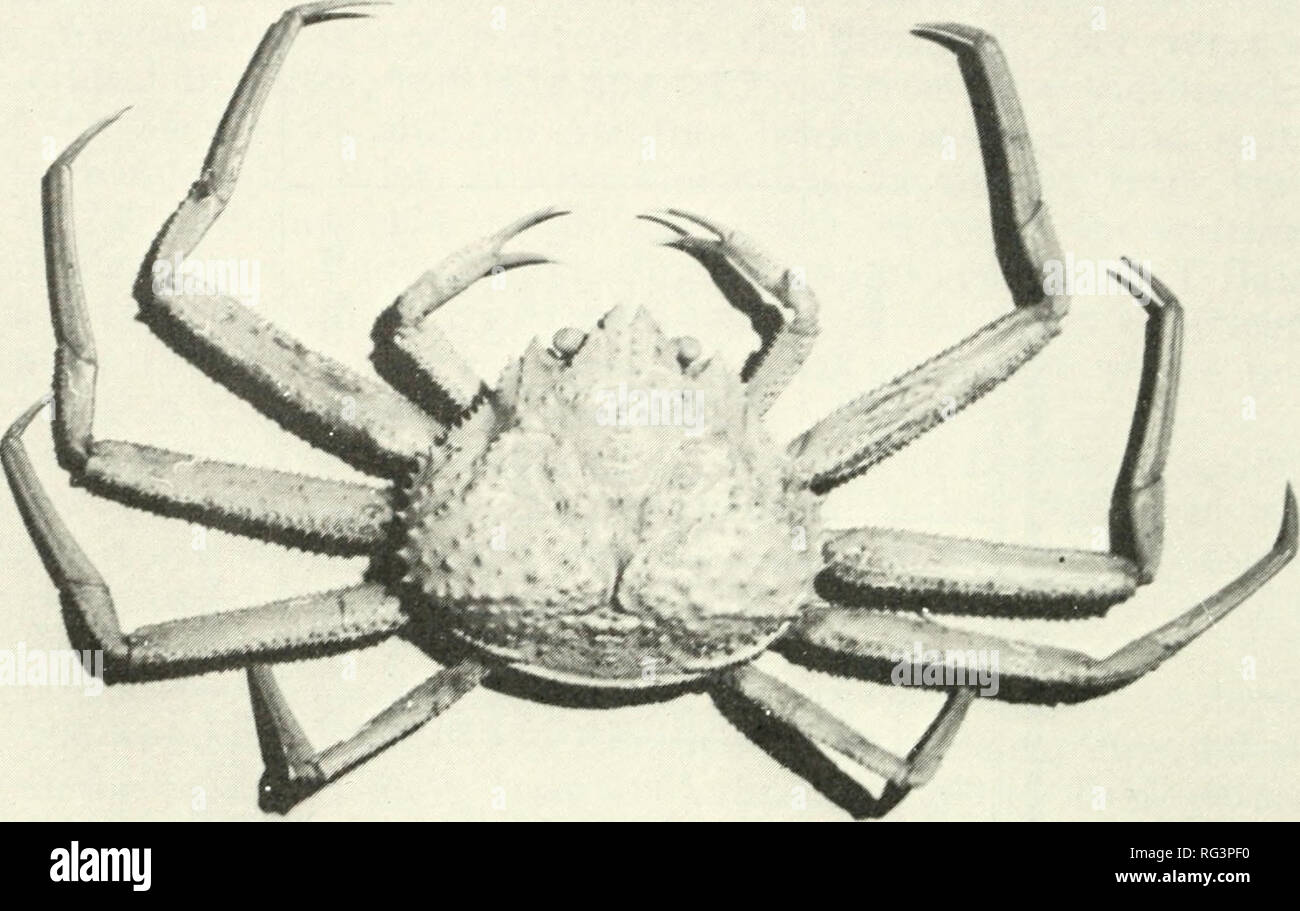 tanner crab high resolution stock photography and images alamy