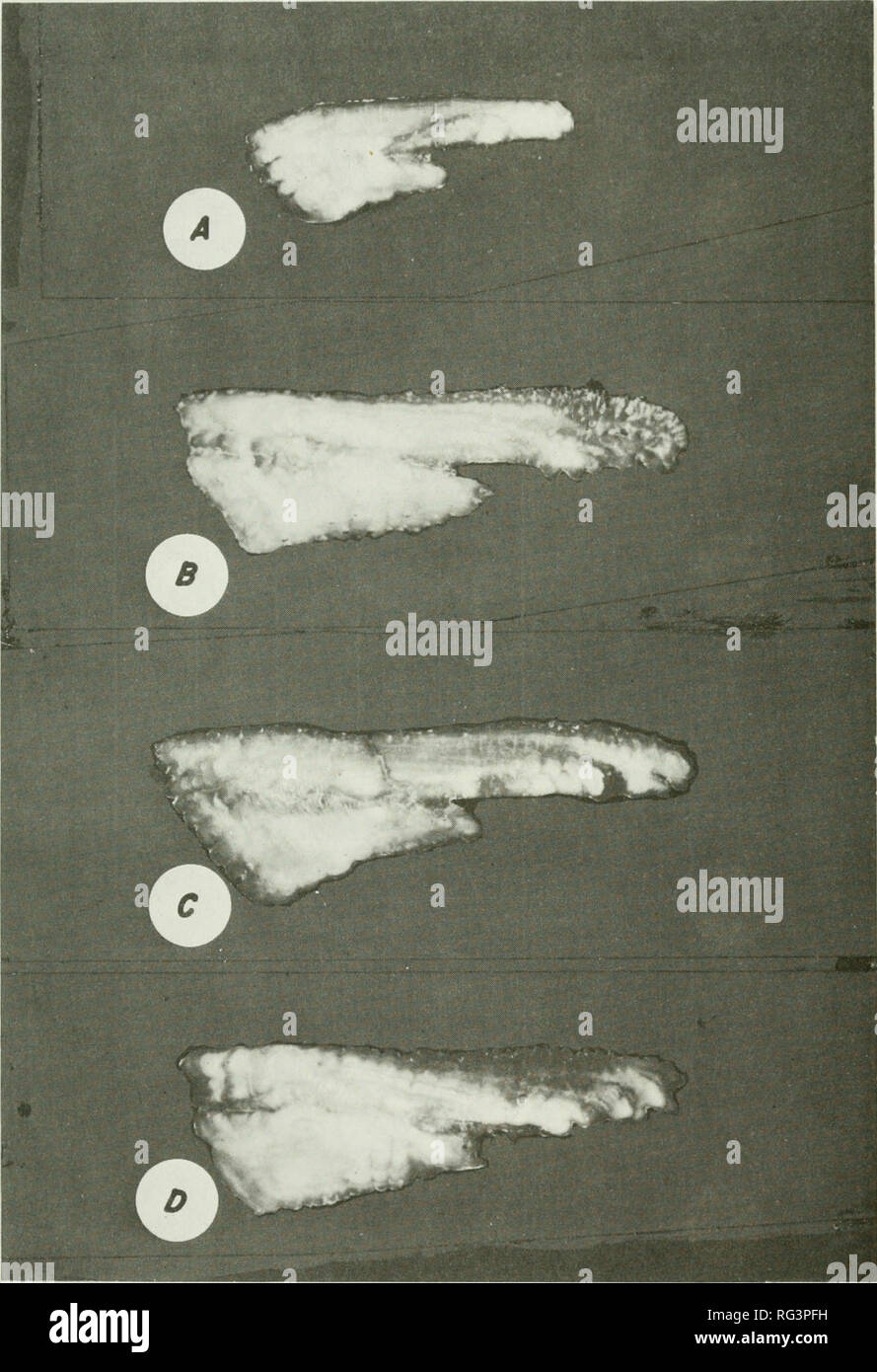 . California fish and game. Fisheries -- California; Game and game-birds -- California; Fishes -- California; Animal Population Groups; Pêches; Gibier; Poissons. PACIFIC BONITO AGE AND GROWTH 185. FIGURE 2. Examples of otoliths from: A—37.3 cm female, age O; B—57.9 cm male, age I; C—64.2 cm male, age II; and D—67.1 cm male, age III. Pbofographs by Jack W. Schoff.. Please note that these images are extracted from scanned page images that may have been digitally enhanced for readability - coloration and appearance of these illustrations may not perfectly resemble the original work.. California.  Stock Photo