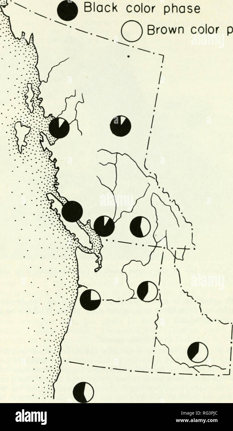 . California fish and game. Fisheries -- California; Game and game-birds -- California; Fishes -- California; Animal Population Groups; Pêches; Gibier; Poissons. 10 CALIFORNIA FISH AND GAME Black color phase r^ Brown color phase. FIGURE 4. Color composition of black bear populations in the Pacific northwest. Data largely from Cowan, 1938. was 41.7 (105.9 cm) inches compared to 34.5 (87.6 cm) inches for adult female bears. Size dimorphism apparently starts soon after birth, as yearlings exhibited a size difference between sexes. Adult male depredation bears averaged larger than other adult mal Stock Photo