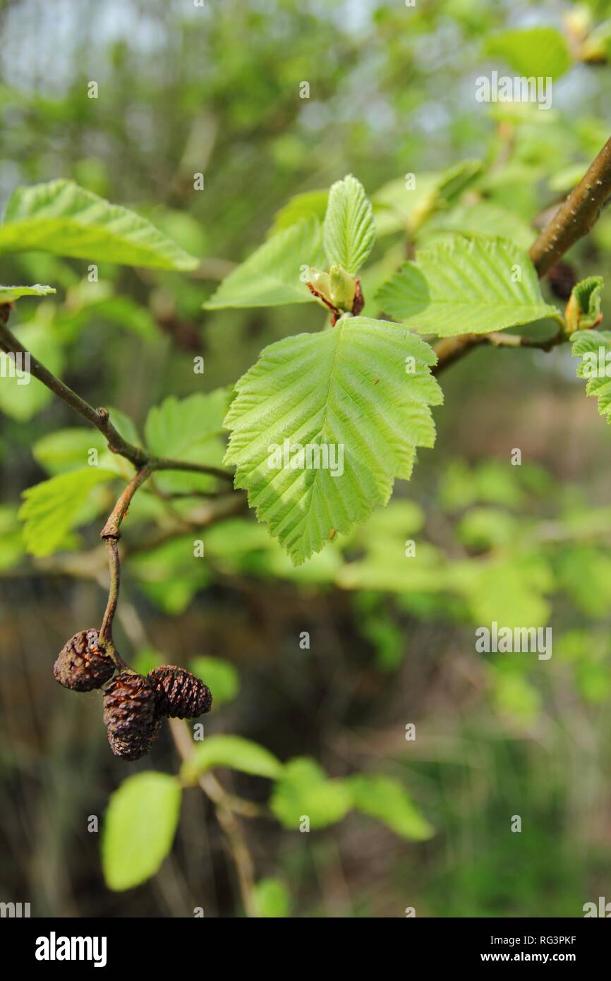 Close up of blooming branch of Alnus glutinosa, the common alder, black alder, European alder or just alder in spring. Poland, Europe Stock Photo