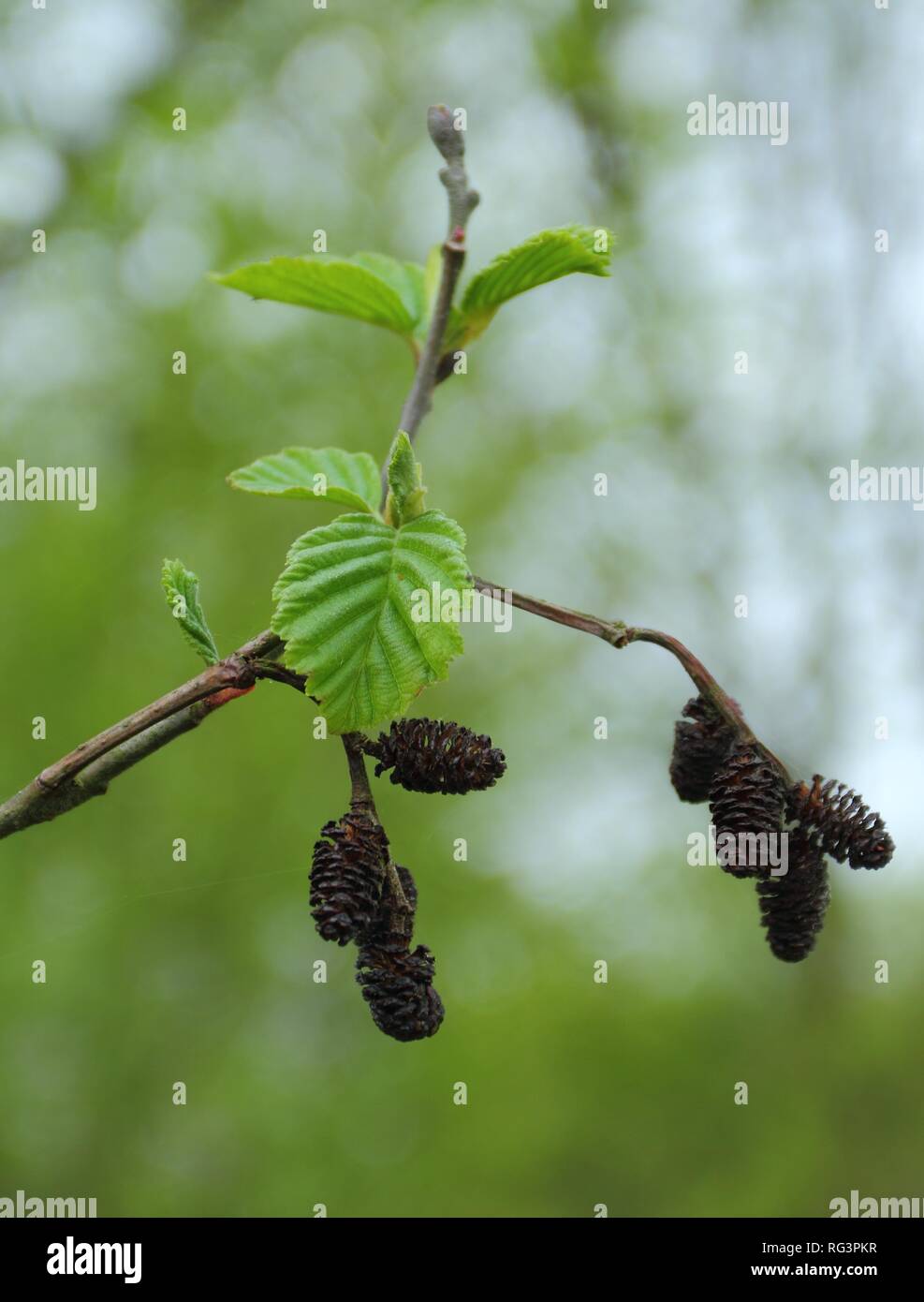 Alnus glutinosa, the common alder, black alder, European alder or just alder in spring. Poland, Europe Stock Photo