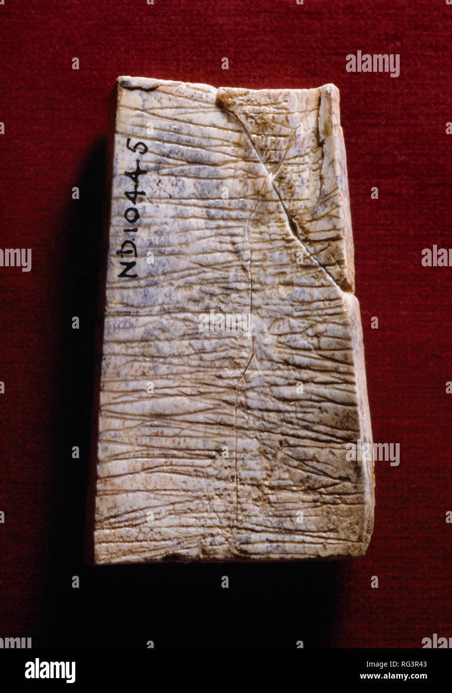 Striated back: Nimrud Ivory from Room SW37 Fort Shalmaneser within the Assyrian city of Nimrud, Iraq, photographed in Fitzwilliam Museum, Cambridge. Stock Photo