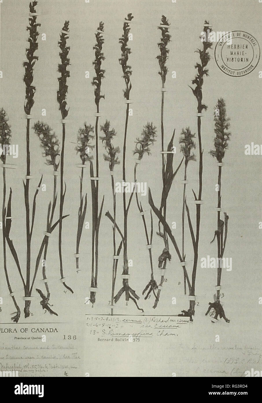 . The Canadian field-naturalist. Natural history. 1995 Sabourin and Perreault: Henry Mousley 279. Figure 4. Upper row: identified as Spiranthes vernalis by Mousley, redetermined as S. casei. Lower row: S. cetyiua except for the last specimen to the right {S. romanzoffi- ana). Taken by the Montreal Botanical Garden of specimens from the Marie-Victorin Herbarium (MT). Innovations in orchid taxonomy Four taxa proposed by Mousley as new varieties or forms, as described below, are still found in the current literature and taxonomy and are now consid- ered at the taxomonic rank of forma (Catling 198 Stock Photo