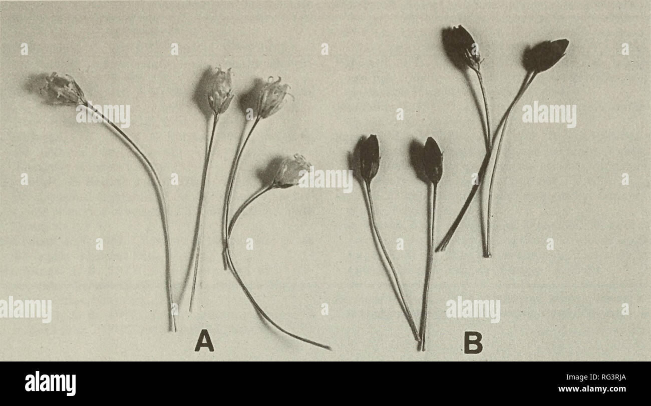 . The Canadian field-naturalist. Natural history. 1995 Ramamoorthy and Chinnappa: Sand Dune Long-Stalked Chickweed 217. Figure 1. Capsules of Stellaria longipes. A. Straw-colored, B. Black-colored. system), followed by acetone:HCI (5:1), and 1% HCl in water (Arditti and Dunn 1969). Isolated spots were eluted from the cellulose with 1% HCl in methanol and analyzed using the BAW system described previously, or n-butanol:2N HCl (1:1). Other solvents described by Harbome (1967) were employed but did not produce satisfactory separation of the pigments. These solvents included t- Butanohacetic acid: Stock Photo