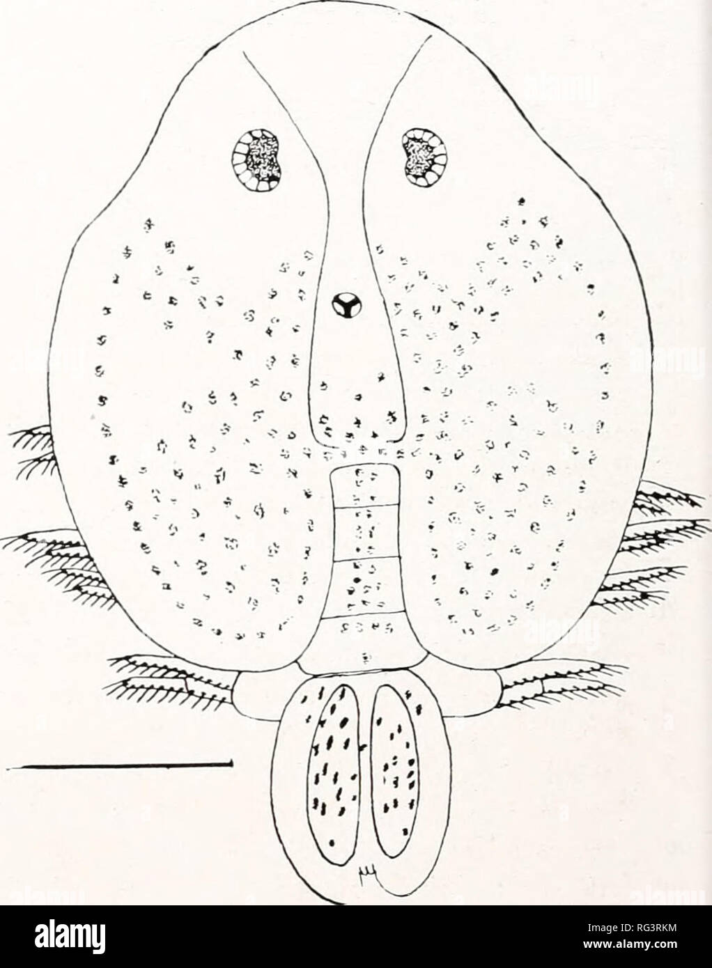 . The Canadian field-naturalist. Fig. 4. Argulus piperatus: maxillijied of male: much enlarged. The maxillipeds are rather short but stout; the triangular plate on their base is wide posteriorly and much narrowed anteriorly, but extends to the anterior margin of the appendage; the teeth are long and wide and bluntly rounded. Inside of the base of the appendage, on the ventral surface of the head, is an accessory tooth of the same pattern as those on the plate itself. The rami of the swimming legs reach consider- ably beyond the margin of the carapace. The lobes en the basal joints of the fourt Stock Photo