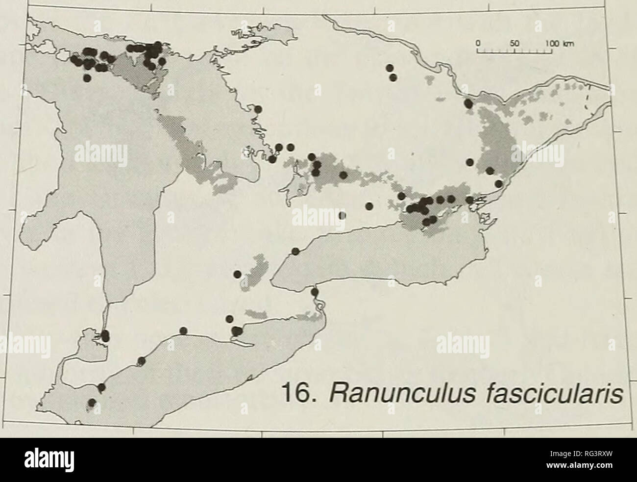 . The Canadian field-naturalist. Natural history. Figures 13-16. Distributions of vascular plants in southern Ontario (based on herbarium specimens) in relation to lime- stone plains (shaded). 13. Gewn triflorum. 14. Bouteloua curtipendiila. 15. Carex crawei. 16. Ranunculus fascicu- laris. slacks as suggested by their southern Ontario distri- butions. Geranium carolinianum (Figure 17), Draba reptans (Figure 22), and Myosotis verna (Figure 18) grow on sandy flats and strands as well as on alvars. A less frequent alternative habitat is cliffs, particu- larly of dolomite and marble, which are the Stock Photo