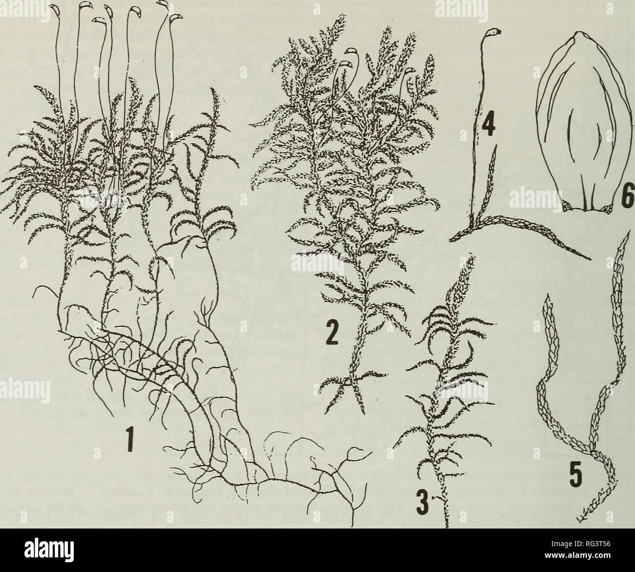 . The Canadian field-naturalist. Natural history. 632 The Canadian Feeld-Naturalist Vol. Ill. Figure 3. Habitual morphoses of Pleurozium schreberi (Brid.) Mitt: 1 - luxuriant specimens (5-10 cm tall, mea- sured from herbarium specimens); 2 - average specimens (5-15 cm tall); 3 - depressed specimen (ca. 5 cm); 4 - strongly depauperate (fertile) Siberian specimen (2x); 5 - Alexandra Fiord specimen (ca. 2.5 cm long); 6 - leaf of Alexandra Fiord specimen (ca. 2.2 mm long). 1-3, after &quot;Bryologia Europaea&quot;; 4, after Gangulee (1978). schreberi is greatly reduced, with a hiatus in the cen- t Stock Photo