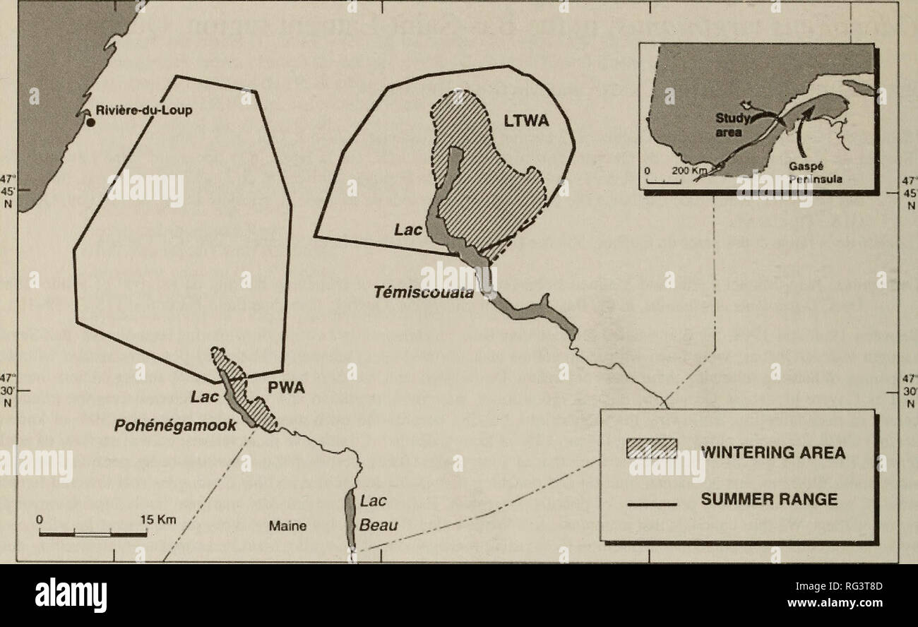 . The Canadian field-naturalist. Natural history. 100 The Canadian Field-Naturalist Vol. 115 69'30W 69' COW. WINTERING AREA SUMMER RANGE 69-OOW eracrw Figure 1. Map showing the two wintering areas and summer ranges for deer studied in the Bas-Saint-Laurent region, Quebec. to the closure of hunting in the region in 1993 and the institution of a recovery plan (MLCP 1992) which involved Coyote control in wintering areas, management of winter habitat and emergency feed- ing during harsh winters. At the same time, a research program was initiated to understand better the dynamics of this deer popul Stock Photo