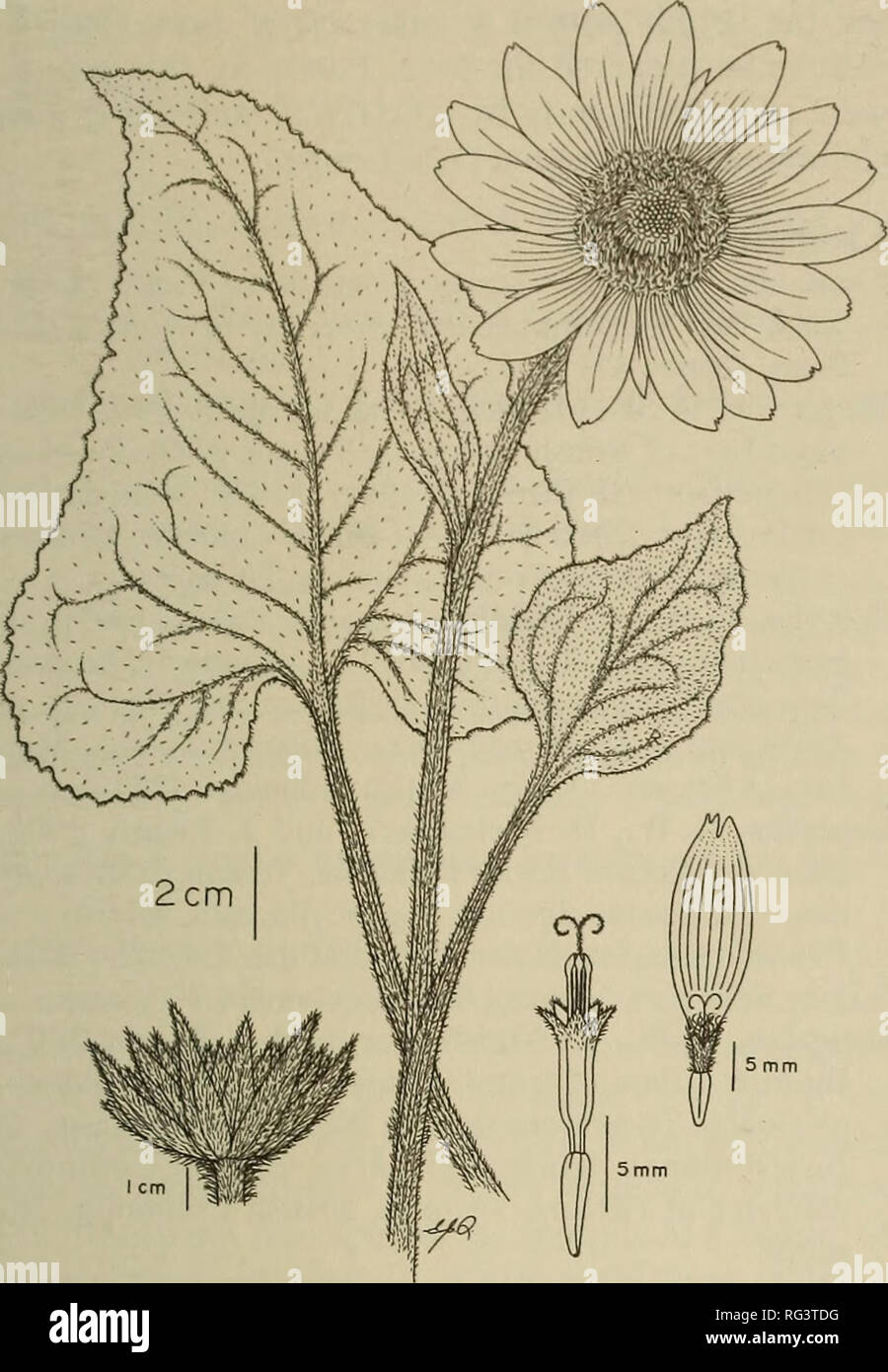 . The Canadian field-naturalist. Natural history. 2001 Douglas and Ryan: Status of Deltoid Balsamroot 453. Figure 1. Illustration of Balsamorhiza deltoidea. (Line drawing by Elizabeth J. Stephen in Douglas et al. (1998a, 1998b). number of other species with similar ranges may prove to be a fruitful subjects for genetic research. Protection Balsamorhiza deltoidea has been globally ranked by The Nature Conservancy of the United States as &quot;G5,&quot; or &quot;common to very common with an exis- tence that has been demonstrated to be secure and essentially ineradicable under present conditions Stock Photo