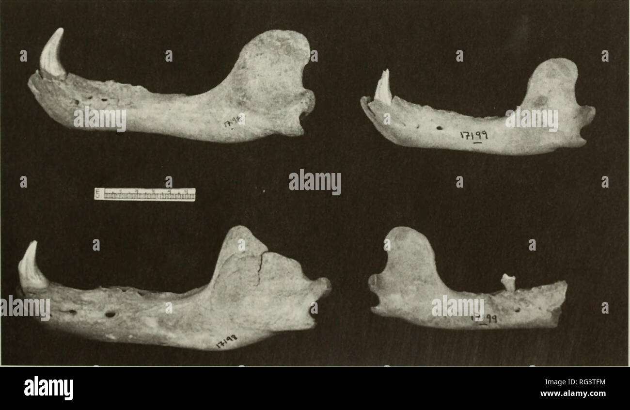 . The Canadian field-naturalist. Natural history. Figure 2. Ventral view of BCPM 17198 skull. premolar (p^) to posterior alveoli of third mandibular molar (m3). Six cranial measurements based on Manning (1971) were taken to the nearest mm: basilar length (BAL), length from anterior extremity of premaxilla (excluding teeth) to anterior extension of foramen magnum; palatal length (PAL), length from anterior extremity of premaxilla to the posterior border of palate; interorbital breadth (IB), minimum width between orbits measured across the frontals; supraorbital breadth (SB), maximum breadth acr Stock Photo