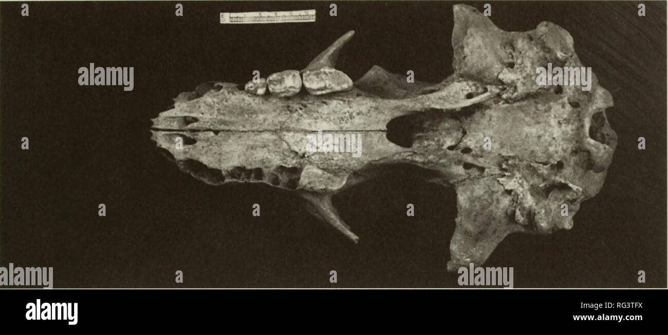 . The Canadian field-naturalist. Natural history. 1995 Nagorsen, Keddie, and Hebda: Early HoLOCENfE Black Bears 13. Figure 2. Ventral view of BCPM 17198 skull. premolar (p^) to posterior alveoli of third mandibular molar (m3). Six cranial measurements based on Manning (1971) were taken to the nearest mm: basilar length (BAL), length from anterior extremity of premaxilla (excluding teeth) to anterior extension of foramen magnum; palatal length (PAL), length from anterior extremity of premaxilla to the posterior border of palate; interorbital breadth (IB), minimum width between orbits measured a Stock Photo