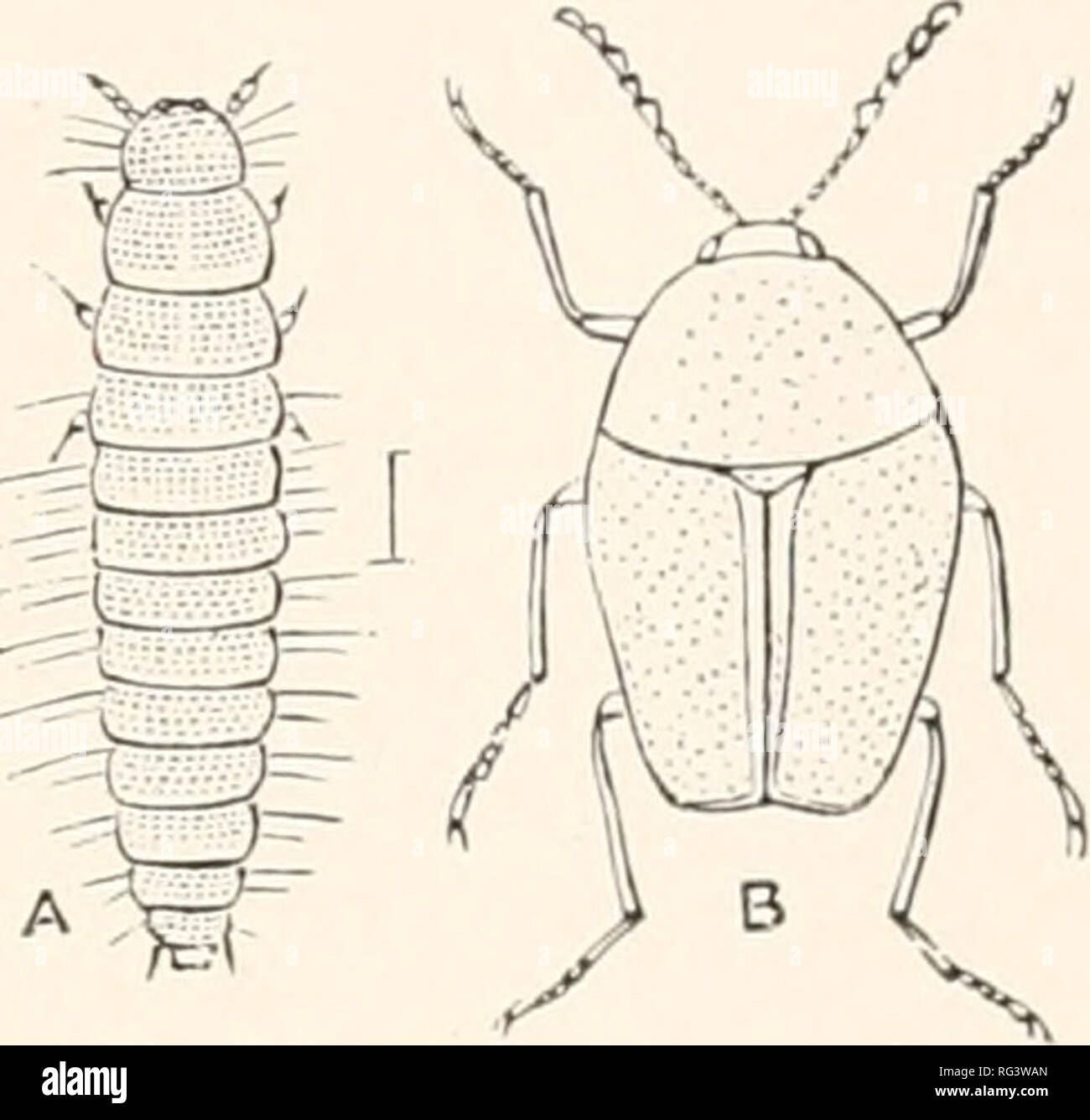 . The Cambridge natural history. Zoology. POLYMORPRA SCAPHIDIIDAE—SYNTELIIDAE 229 Fam. 24. Scaphidiidae.—Front coxae small, conical; prothorax very closely applied to the after-body ; bind coxae transverse, witlcl;/ separated: abdomen with six or seven visible ventral plates; antennae at the extremity with about Jive joints that become &lt;l fa dually broader. Tarsi Jive-jointed. This family consists of a few beetles mat live in fungi, and run with extreme rapidity ; they are all small, and usually rare in collections. Some of the exotic forms are remarkable for the ex- treme tenuity and fragi Stock Photo