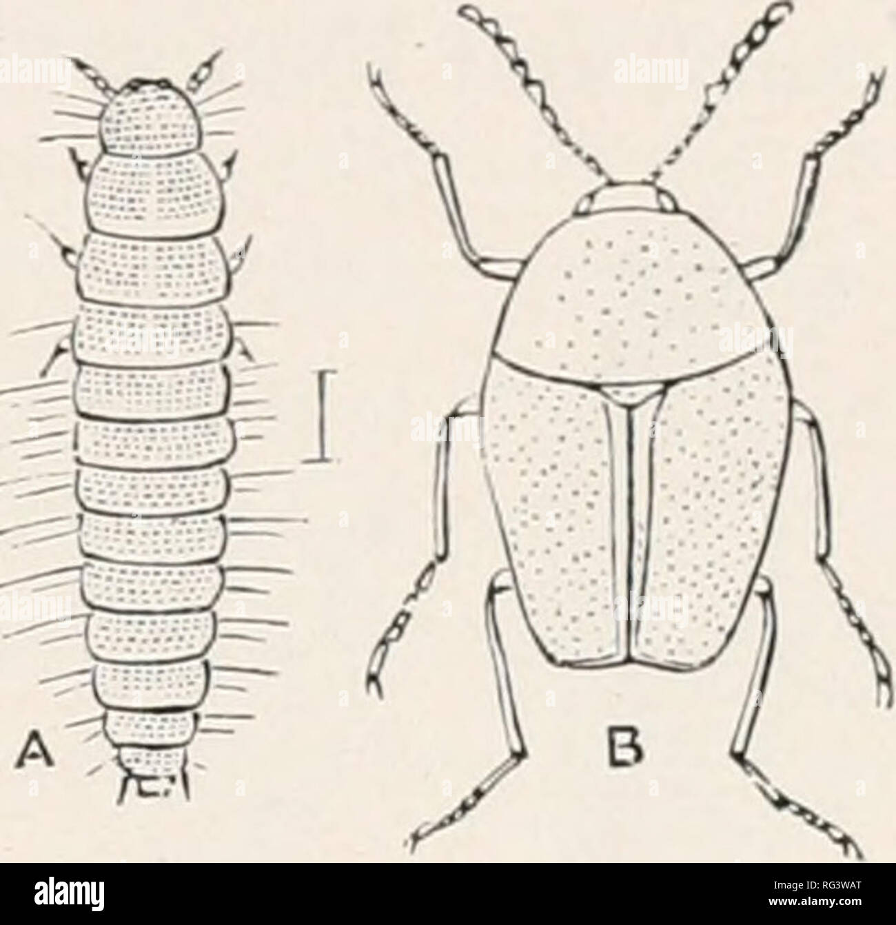 . The Cambridge natural history. Zoology. rOLYMORPRA SCAPHIDIIDAEâSYNTELIIDAE 229. Fig. 108.âSccqMsoma ufjari- cinum. Britain. A Larva (after Perris) ; B perfect Insect. Fam. 24. Scaphidiidae.âFront coxae small, conical; lorotliorax 'ccri/ closely applied lo the after-ho dy ; hind coxae transverse, tridely separated: edxlomen with six or seven visible ventred p)f((fes; antennae at the extremity irith edjout Jive joints that heconie (jraduedly hroader. Tarsi Jive-Jointed. This family consists of a few beetles that live in fungi, and run with extreme rapidity ; they are all small, and usually ra Stock Photo