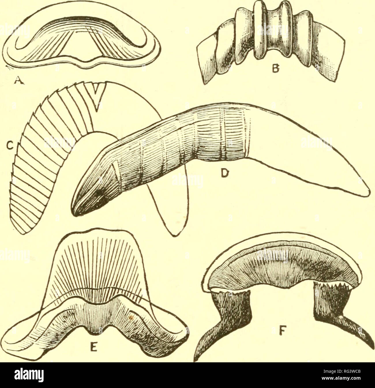 . The Cambridge natural history. Zoology; Zoologia Geral. VIII THE JAW IN PULMONATA 21 1 circular bites inflicted by a schoolboy upon his bread and butter. The jaw of Helix (Fig. 107, B) is arched in shape, and is strengthened by a number of projecting vertical ribs. That of Liinax (A) is straighter, and is slightly striated, without vertical ribs. In Bulimulus (C) the arch of the jaw is Yery conspicuous, and the upper edges are always denticulated : in OrthaUcus there is a central triangular plate with a number of overlapping plates on either side ; in Succinea (E) there is a large square acc Stock Photo