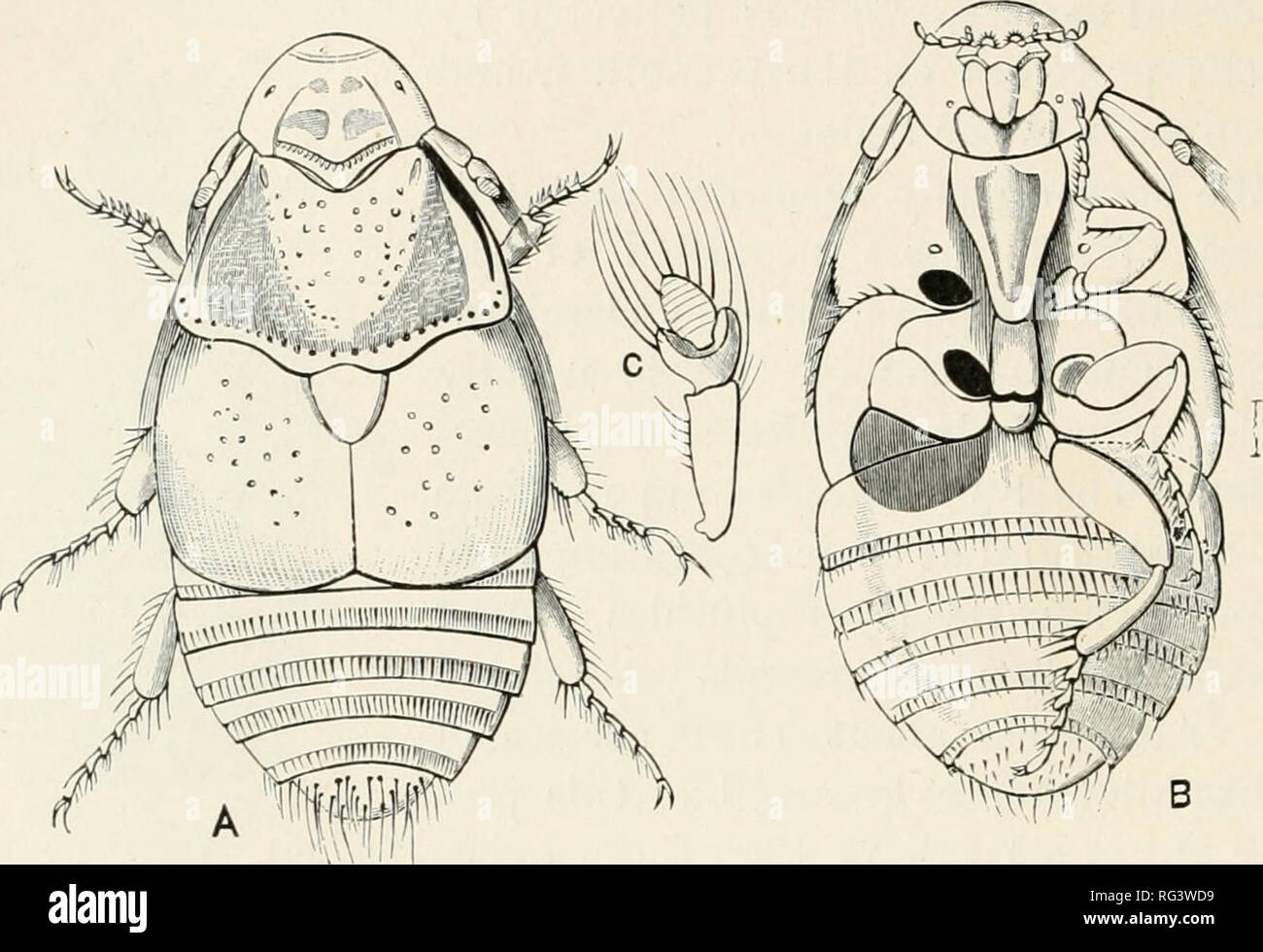 The Cambridge natural history. Zoology. 220 COLEOPTERA skin of the beaver amongst the densest hair ; the larvae move with sinuous motion, like those of Staphylinidae. It has been.