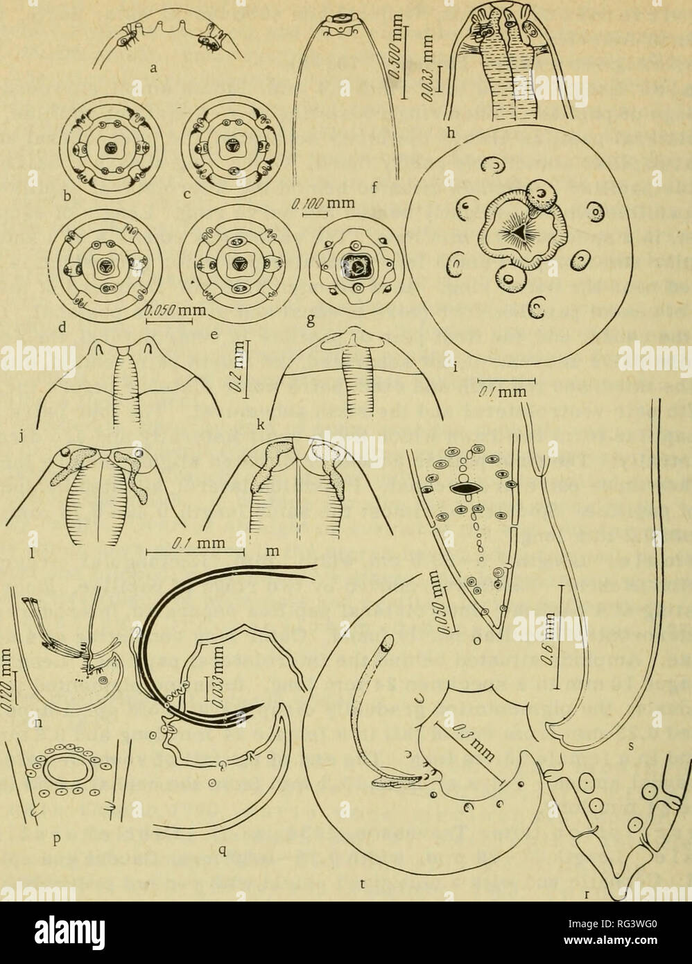 . Camallanata of animals and man and diseases caused by them = Kamallanaty zhivotnykh i cheloveka i vyzyvaemye ime zabolevaniya. Helminths; Worms as carriers of disease. (245). FIGURE 143. Dracunculus medinensis (Linnaeus, 1758). Cephalic ends: a—e — after Moorthy, 1937; f,g — after Skrjabin and Shul'ts, 1931; h — after Chitwood and Chitwood, 1950; i—m — after Travassos, 1934. Caudal ends: n, ? — after Moorthy, 1937; q,r — after Chitwood and Chitwood, 1950; s, t — after Travassos, 1934; p — region of cloaca — after Chitwood and Chitwood, 1950. Female. Length 465 —490 mm, width 1.5 mm. Body cyl Stock Photo